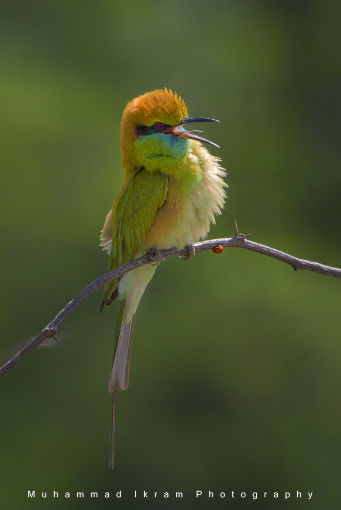 Canon EOS 7D Mark II + Canon EF 400mm F4.0 DO IS USM sample photo. Enjoy time green bee eater photography
