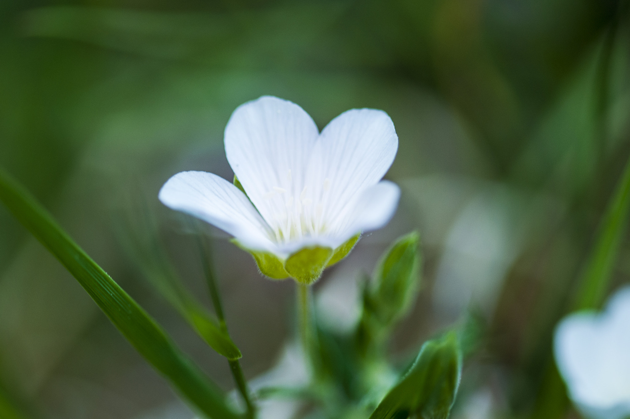 Sigma 105mm F2.8 EX DG OS HSM sample photo. Flor22 photography