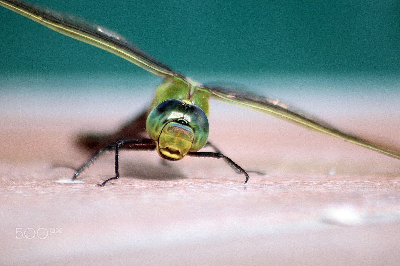 Sigma 70-300mm F4-5.6 APO DG Macro sample photo. Dragonfly photography
