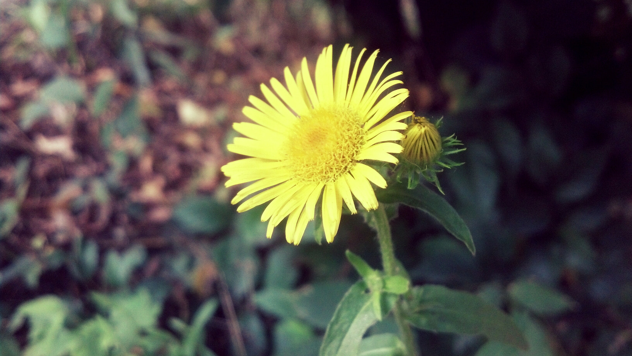 Motorola DROID RAZR sample photo