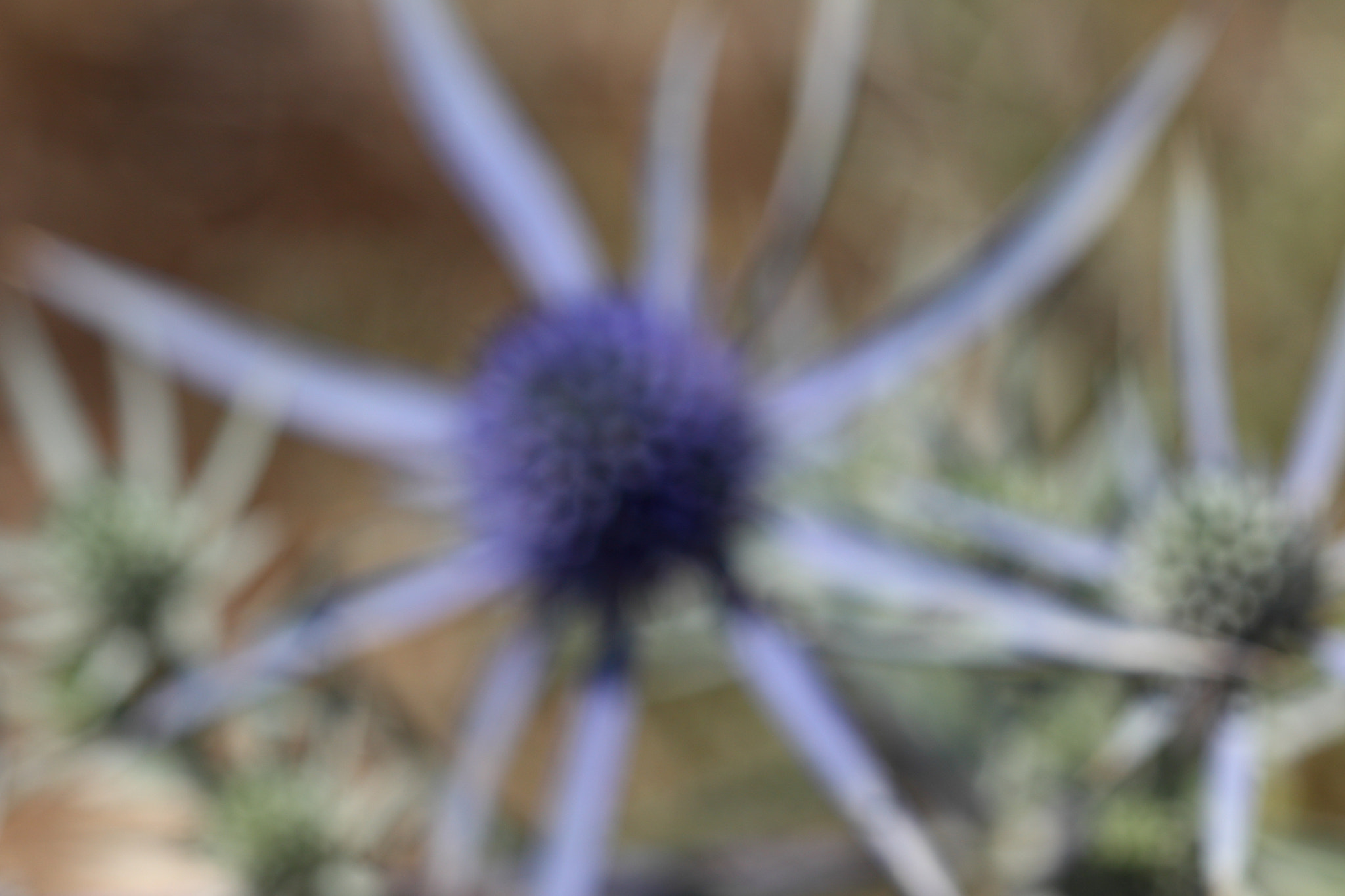 Sigma APO Macro 150mm f/2.8 EX DG HSM sample photo. Distelabstraktion photography