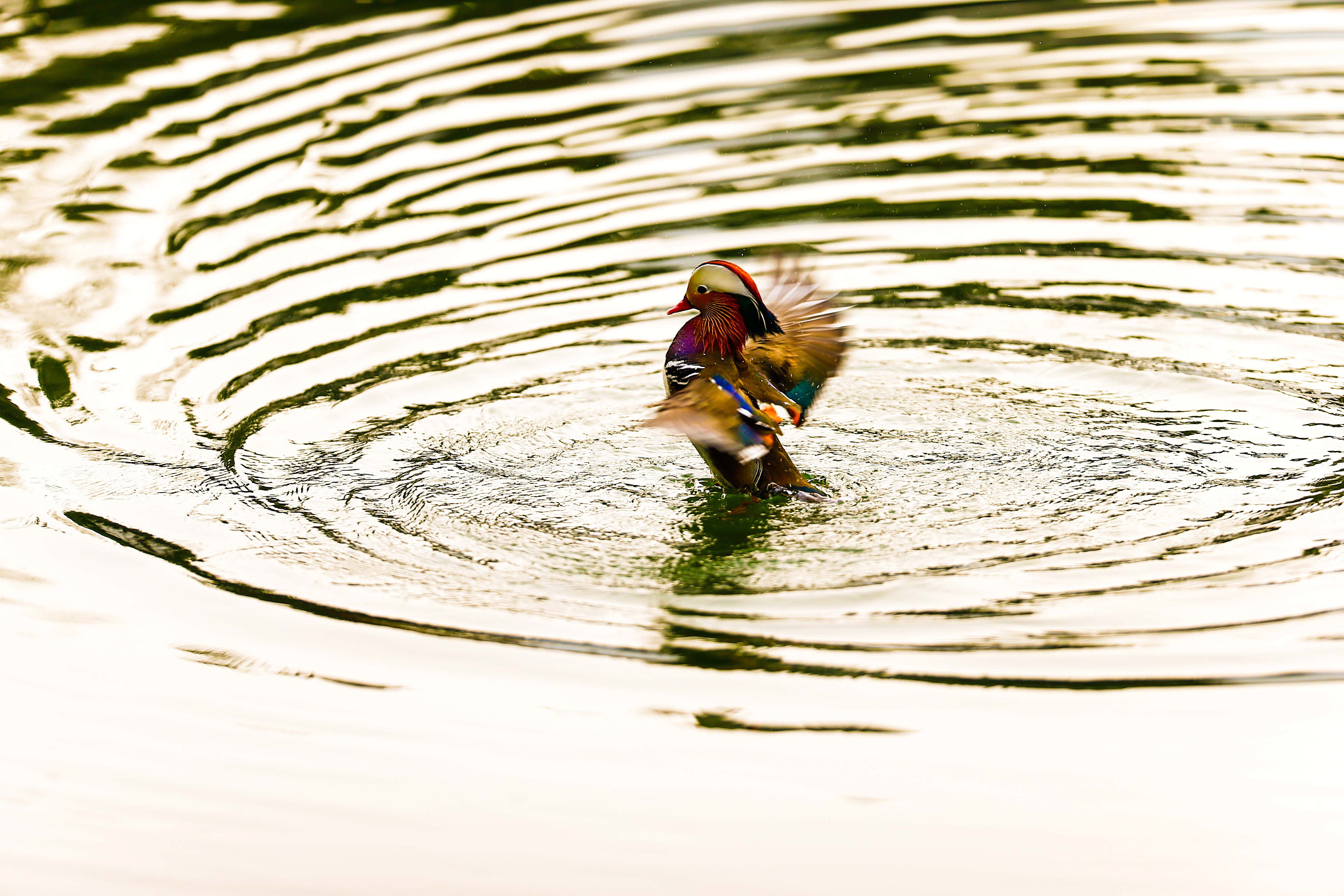 Canon EF 200mm F2L IS USM sample photo