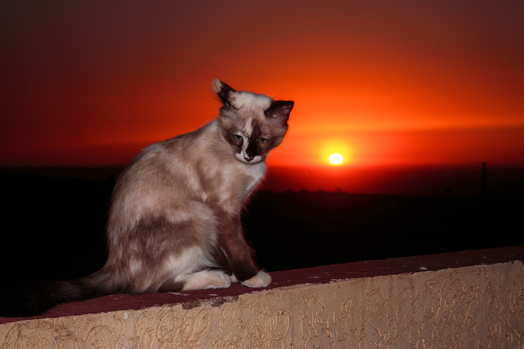 Canon EF 35-105mm f/4.5-5.6 USM sample photo. Minette and the sunset photography
