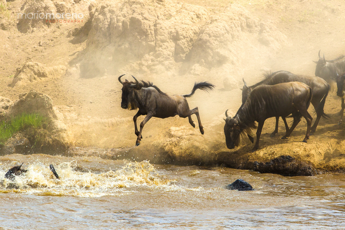 Canon EF 300mm F2.8L IS USM sample photo. One goes . . . all follow photography