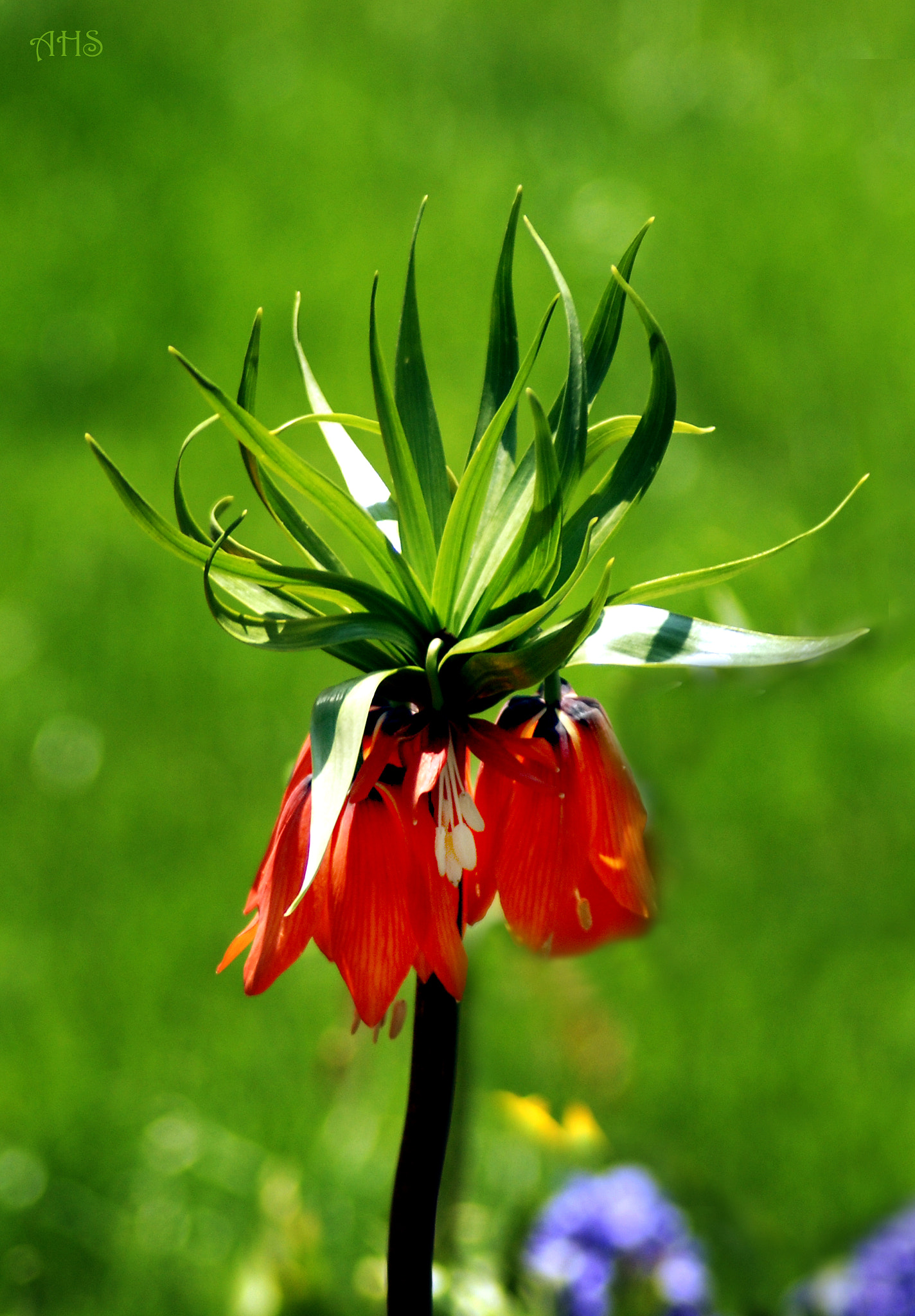 Nikon AF Nikkor 70-300mm F4-5.6G sample photo. Fritillaria imperialis photography