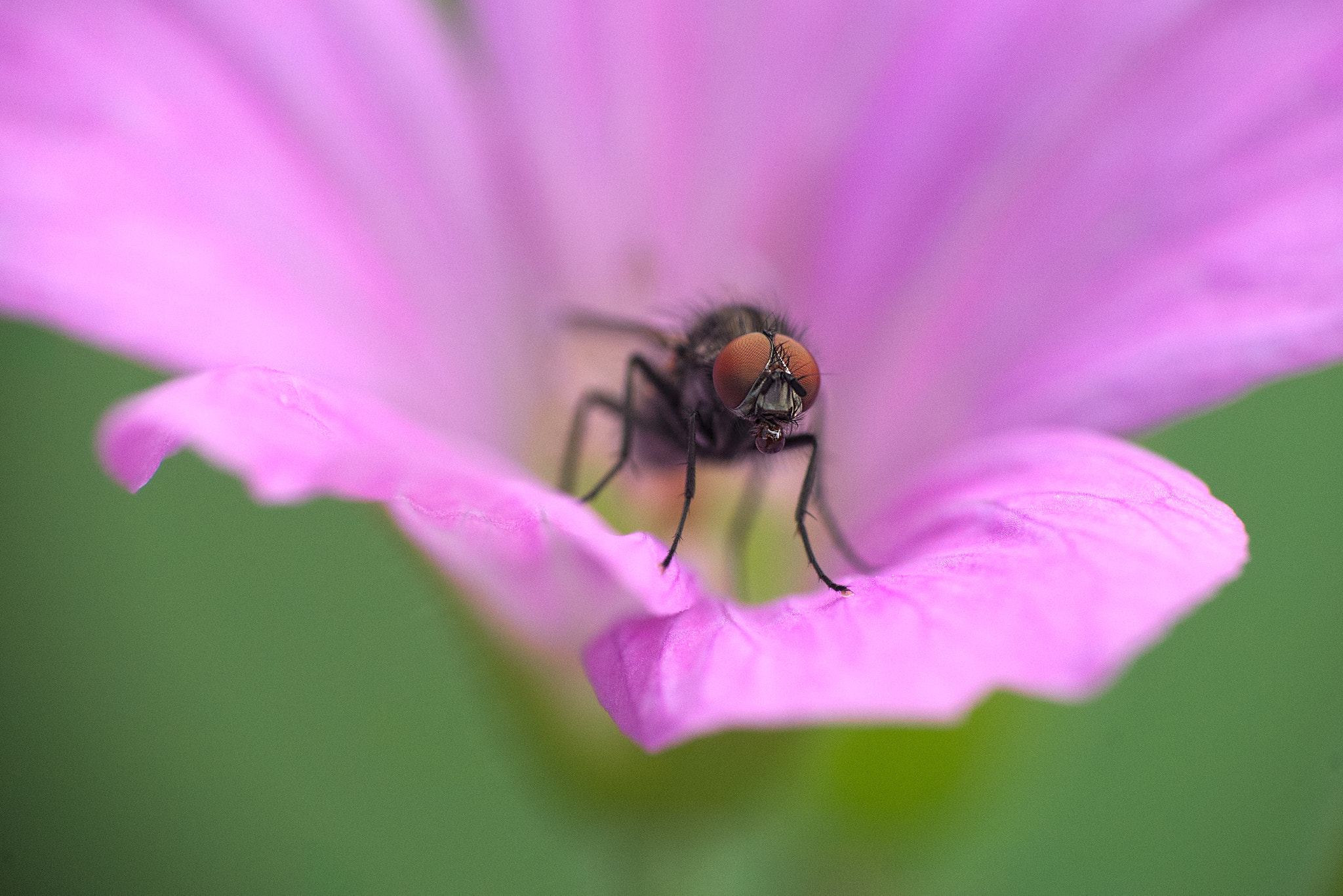 Sony ILCA-77M2 + Sigma 70-300mm F4-5.6 DL Macro sample photo. Fly photography