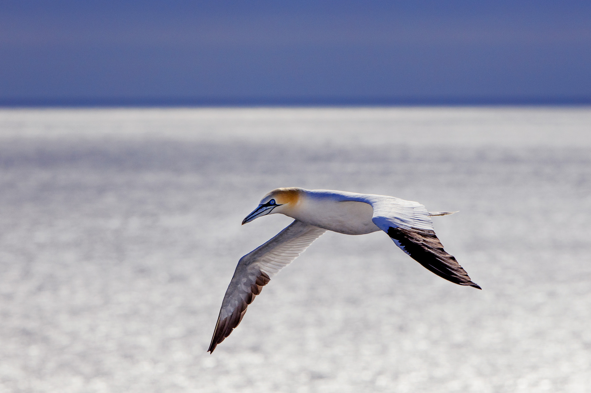 Canon EF 300mm F2.8L IS II USM sample photo. Over the see photography