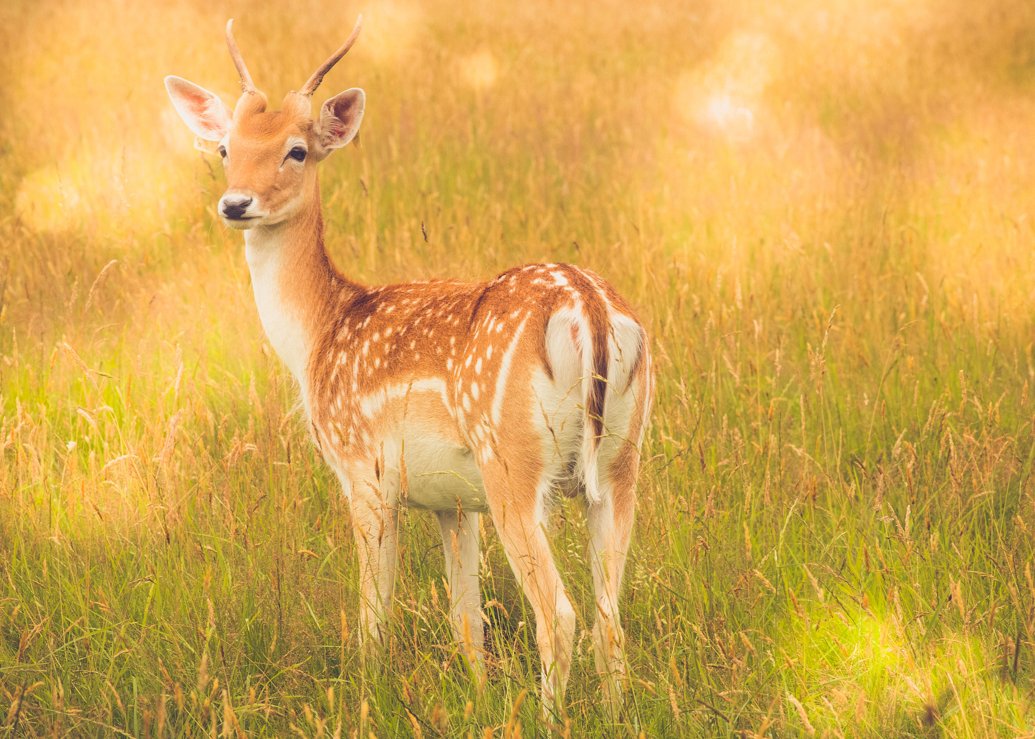 Canon EOS 70D + Canon EF 200mm F2.8L II USM sample photo. Deer photography