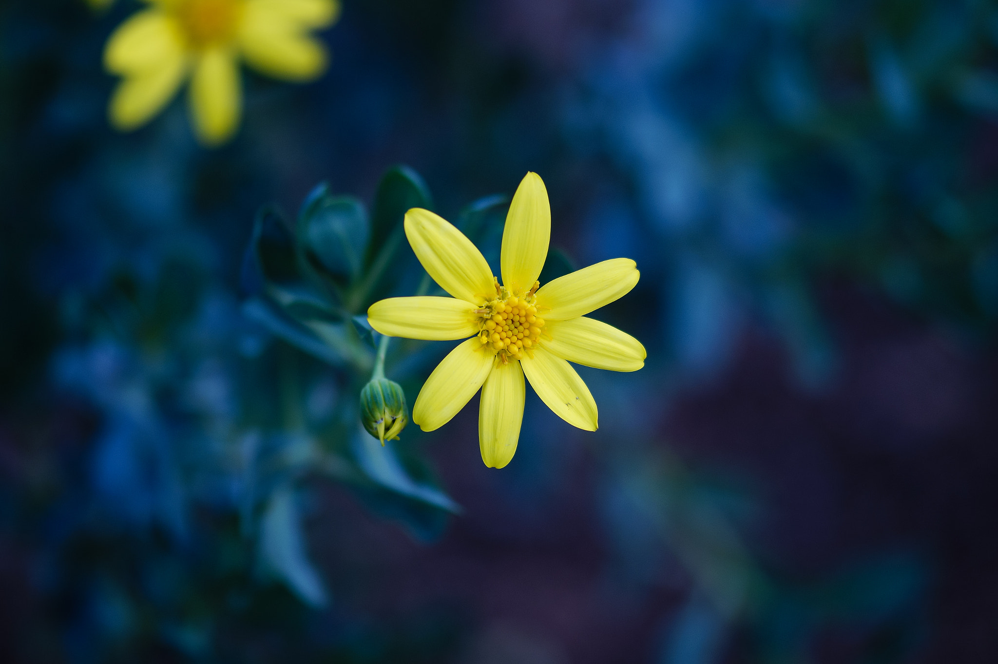 Sony SLT-A58 + 105mm F2.8 sample photo. Abg_20160723_02 photography