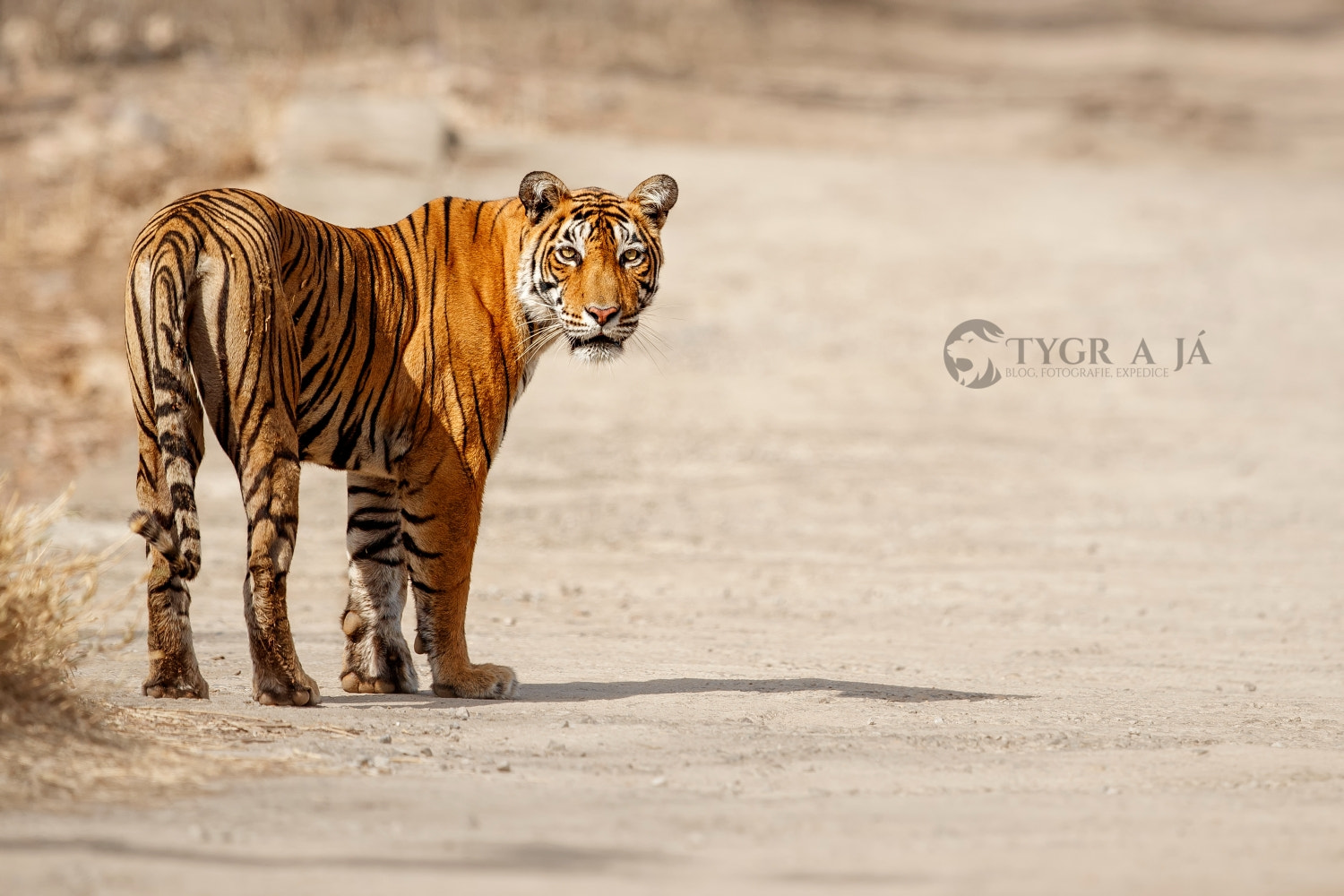 Canon EF 300mm F2.8L IS II USM sample photo. Tiger pose photography