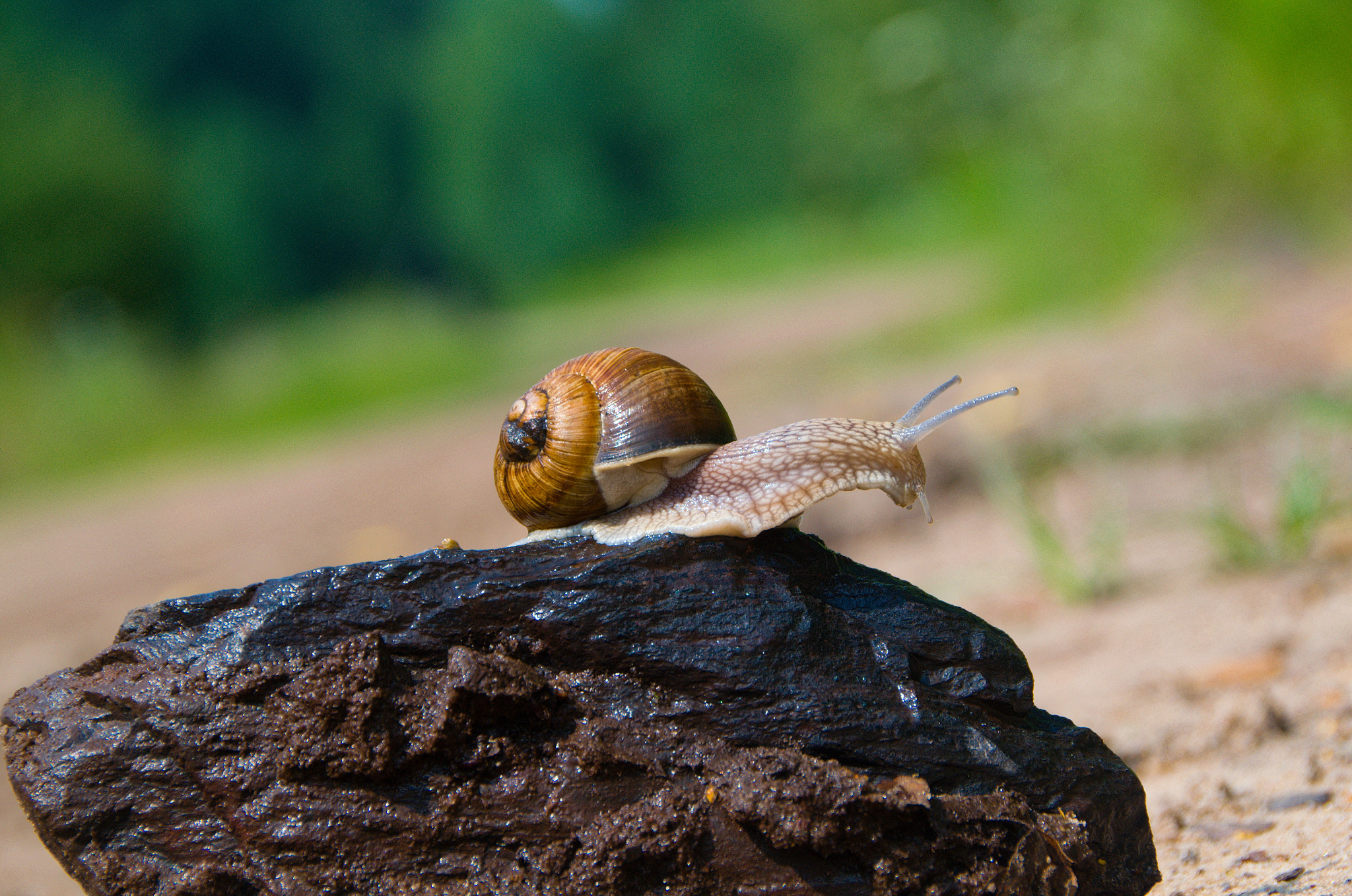 Nikon D3100 + Sigma 18-250mm F3.5-6.3 DC OS HSM sample photo. Snail photography