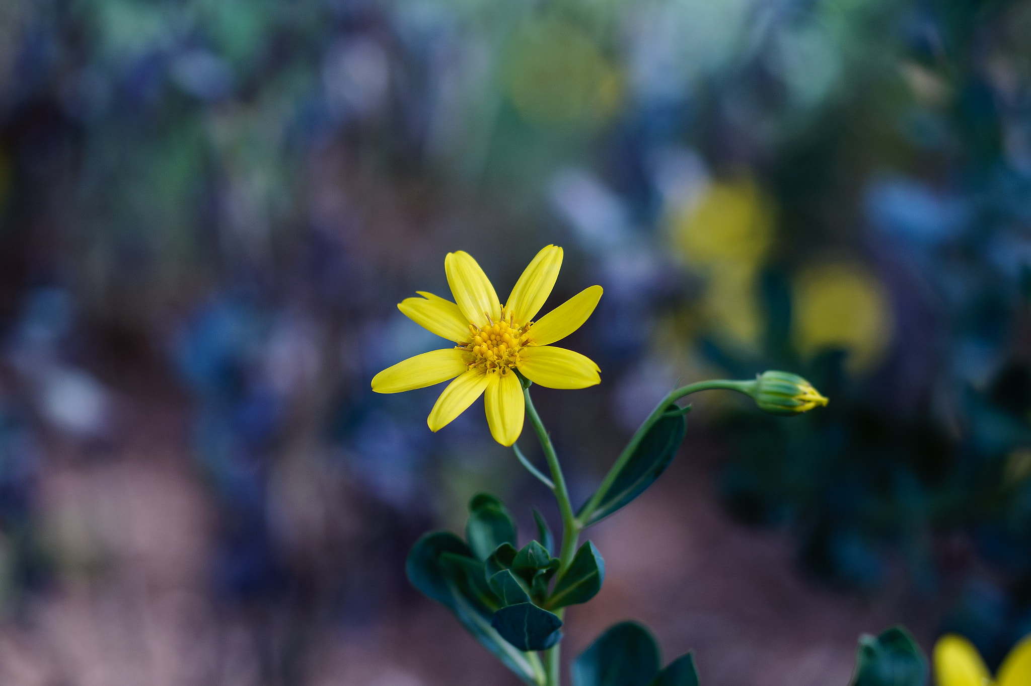 Sony SLT-A58 + 105mm F2.8 sample photo. Abg_20160723_03 photography