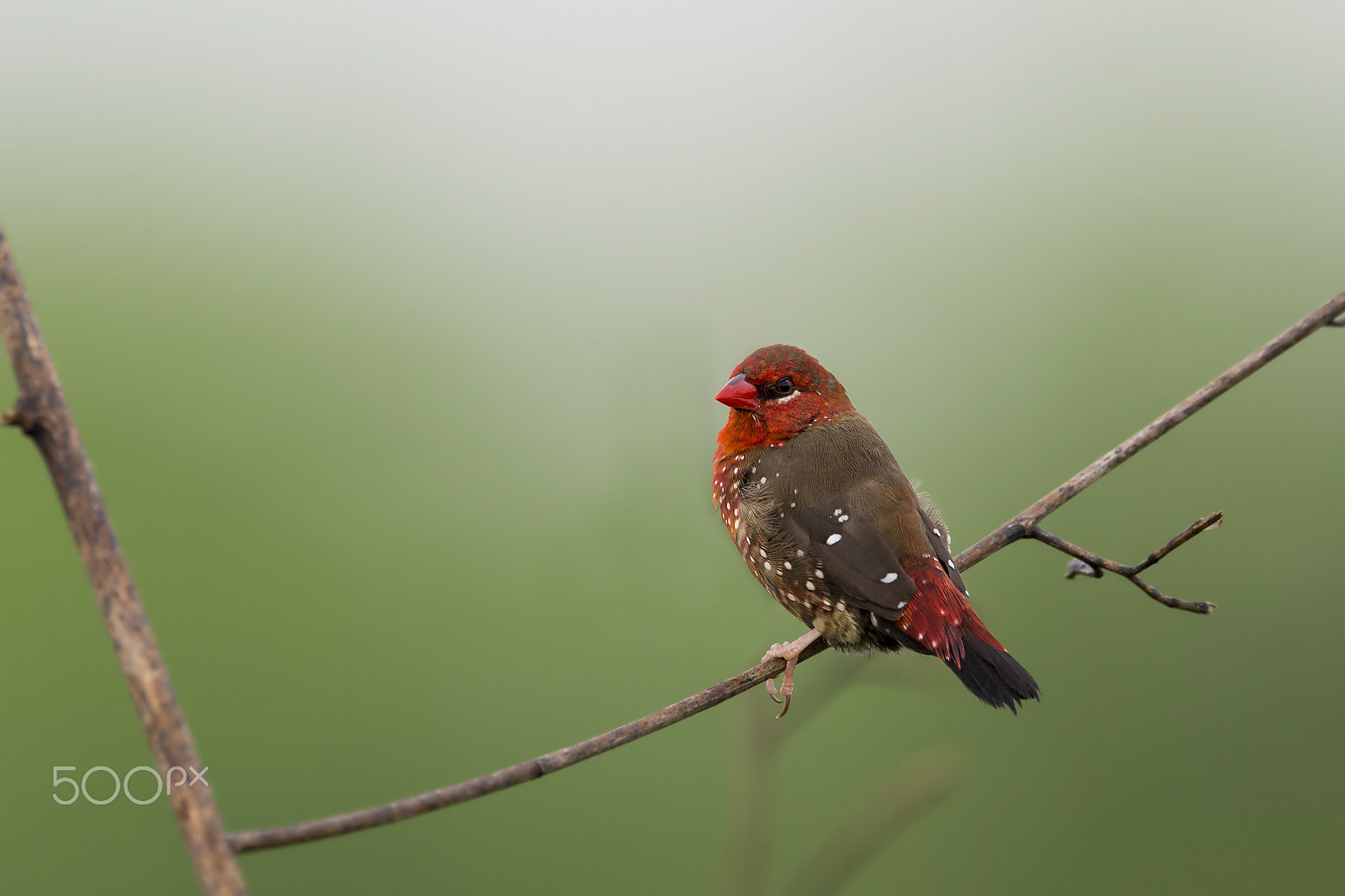 Nikon AF-S Nikkor 600mm F4E FL ED VR sample photo. Strawberry finch (m) photography