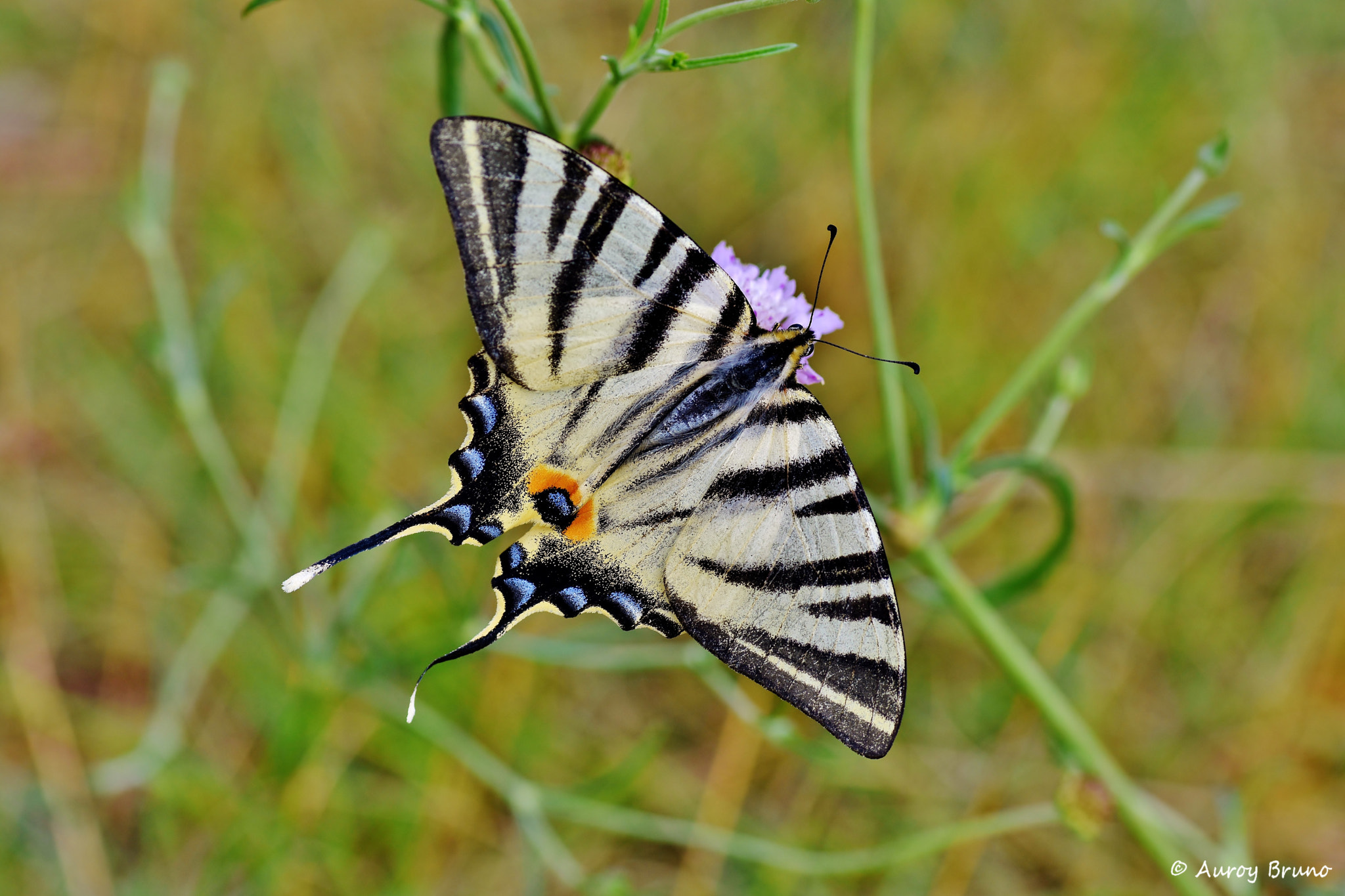 Nikon D7200 + Sigma 70mm F2.8 EX DG Macro sample photo. Dsc_2467.jpg photography