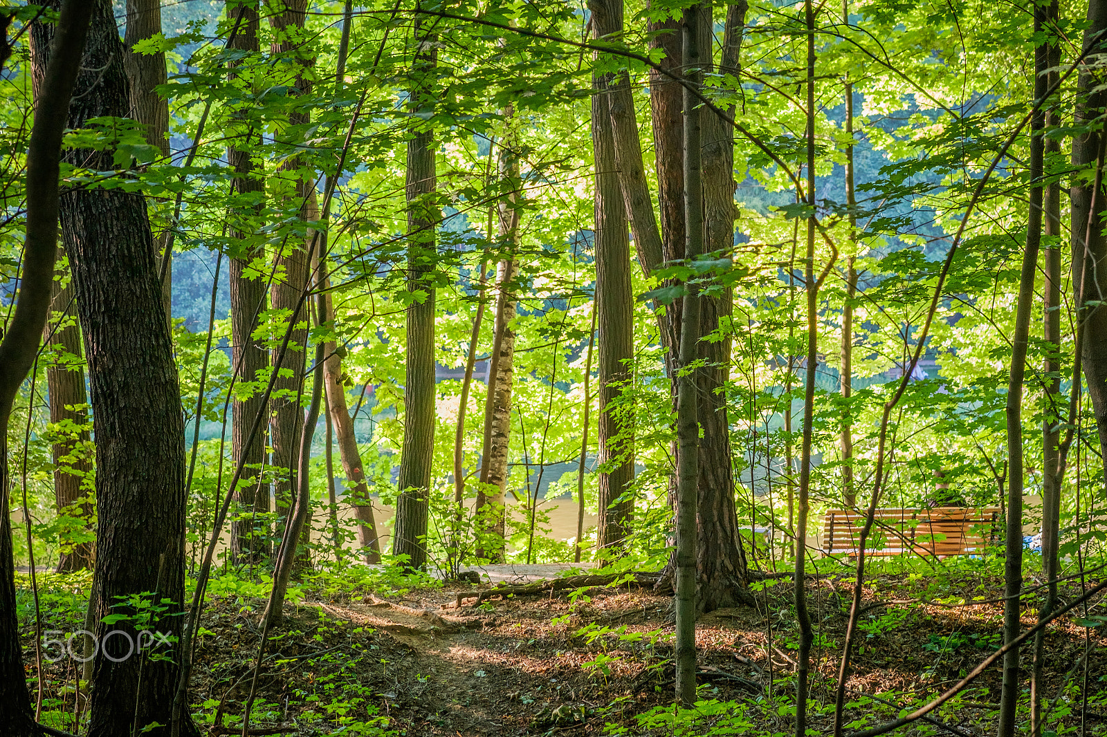 Fujifilm X-E2 + Fujifilm XF 60mm F2.4 R Macro sample photo. Bright green forest in sunny day light photography