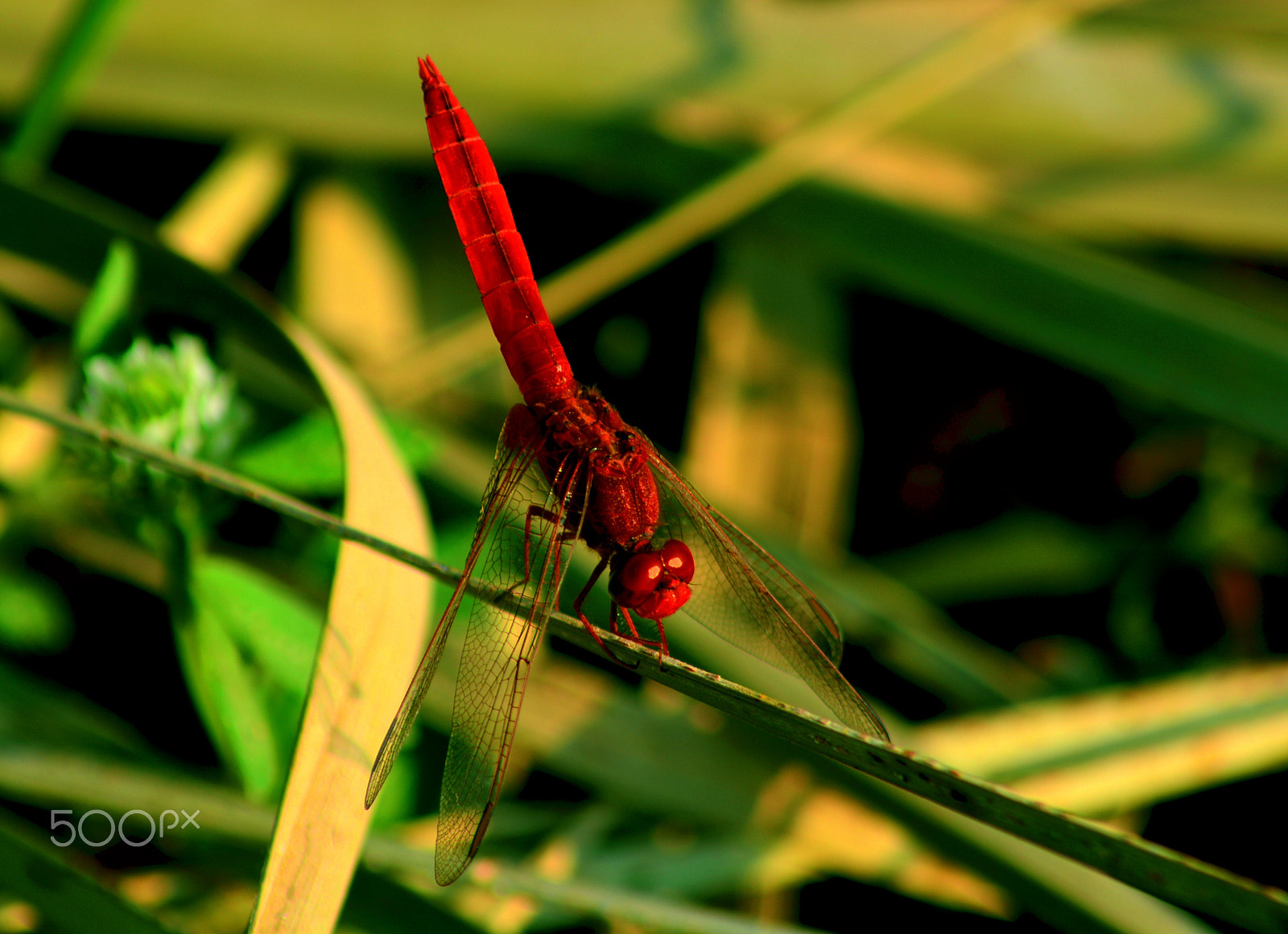 Nikon AF Nikkor 70-300mm F4-5.6G sample photo. Dragonfly photography