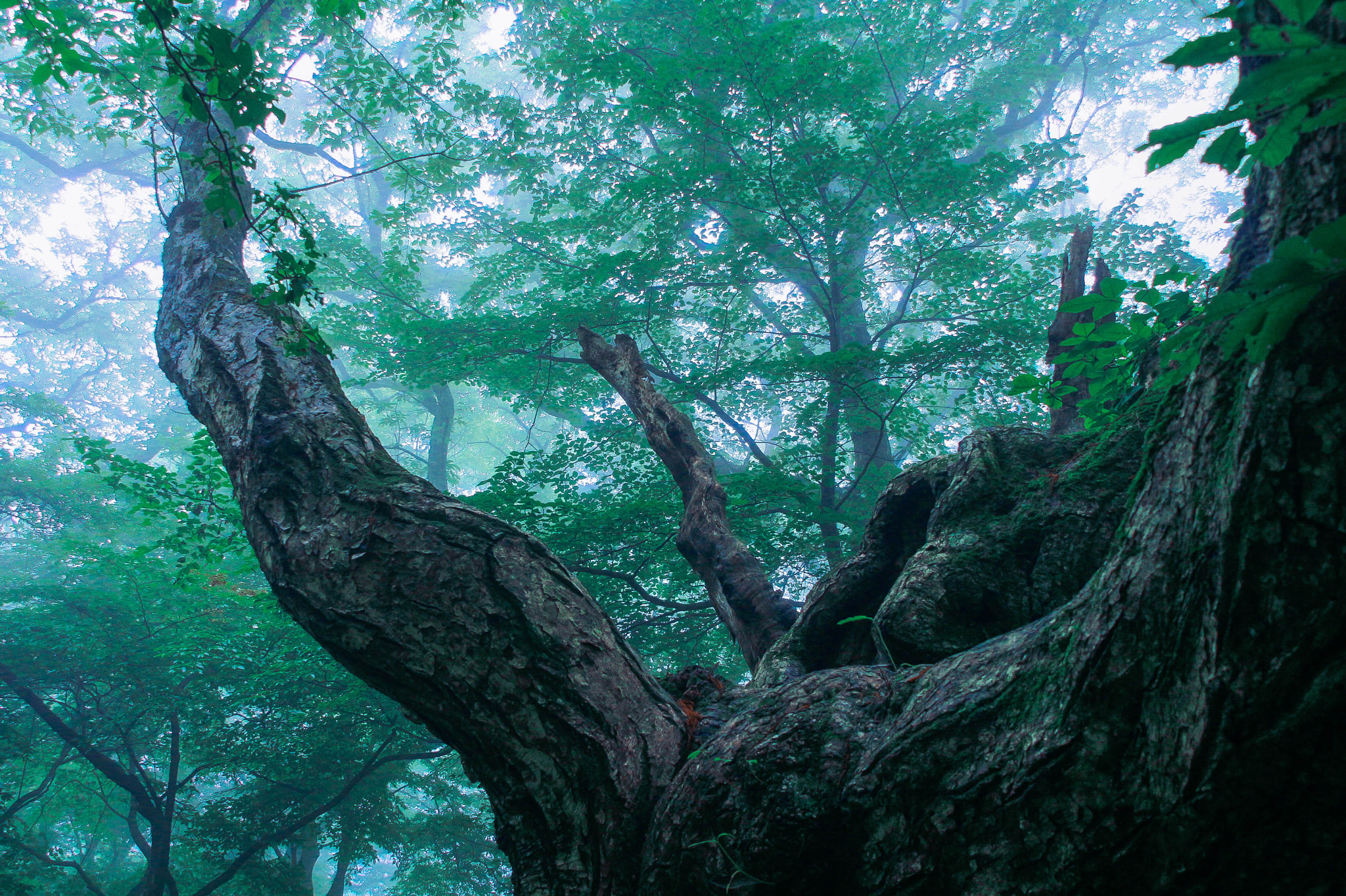 Canon EOS 700D (EOS Rebel T5i / EOS Kiss X7i) sample photo. Akagi forest - bigtree photography