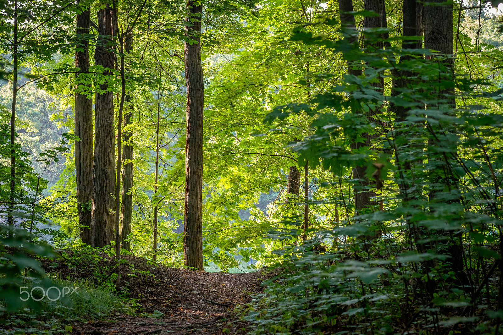 Fujifilm X-E2 + Fujifilm XF 60mm F2.4 R Macro sample photo. Bright green forest with natural walkway in sunny day light photography