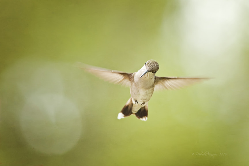 Sigma 150-500mm F5-6.3 DG OS HSM sample photo. Hummingbird photography