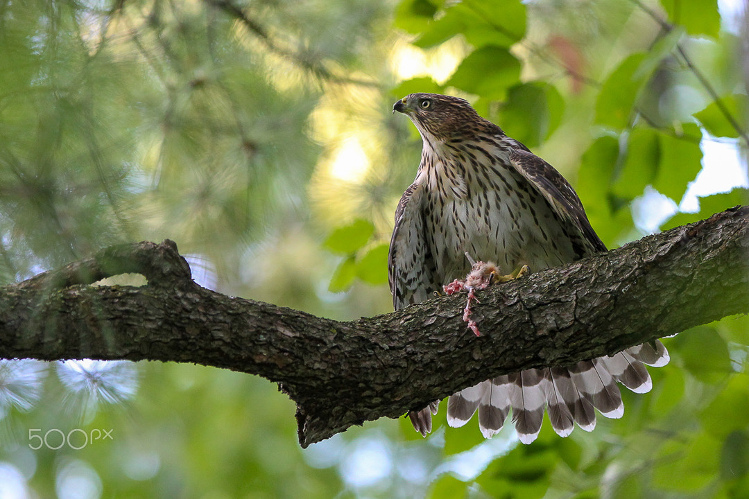 Canon EF 300mm F2.8L IS USM sample photo. Young cooper photography