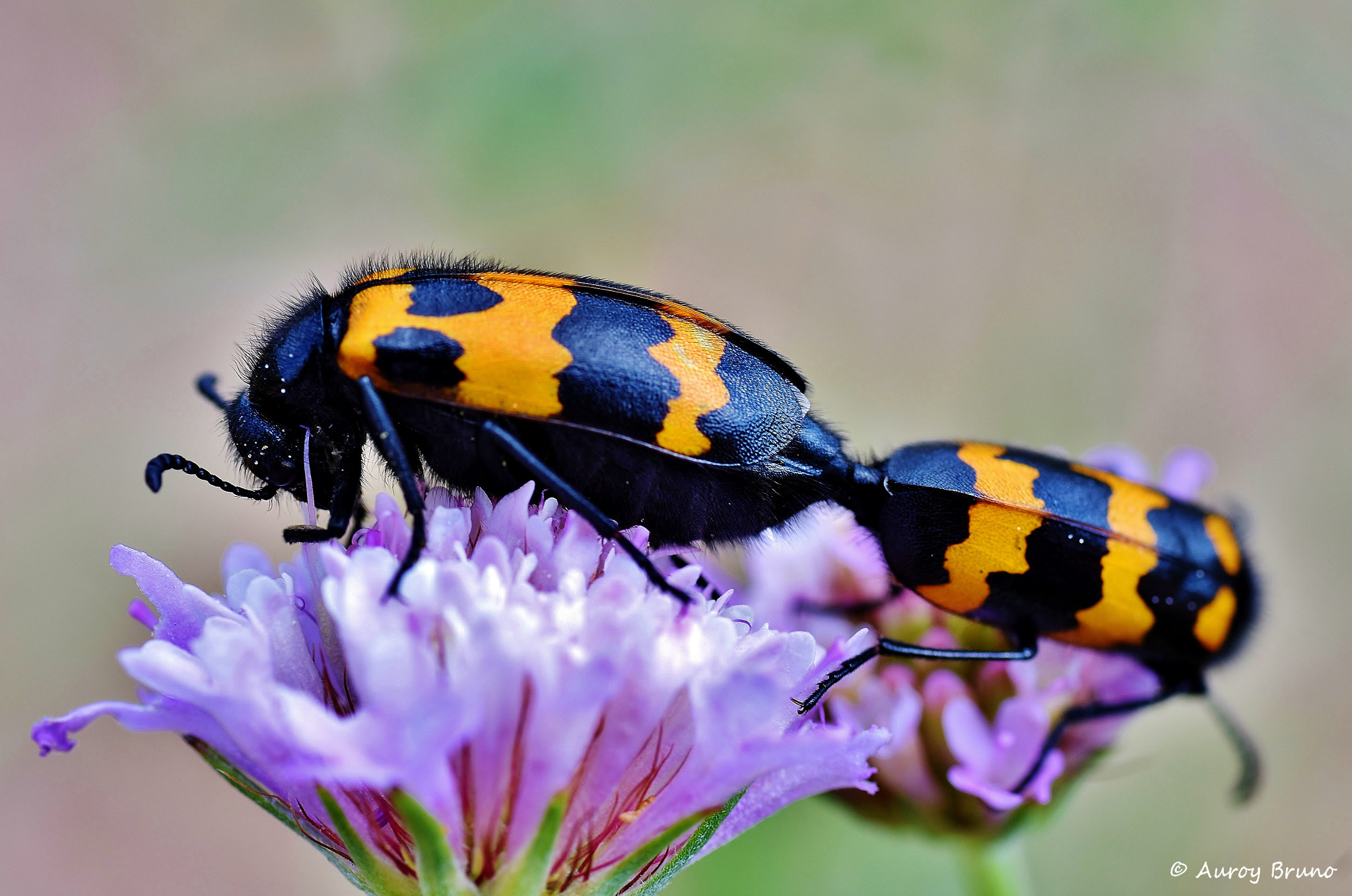 Nikon D7200 + Sigma 70mm F2.8 EX DG Macro sample photo. Dsc_2437.jpg photography