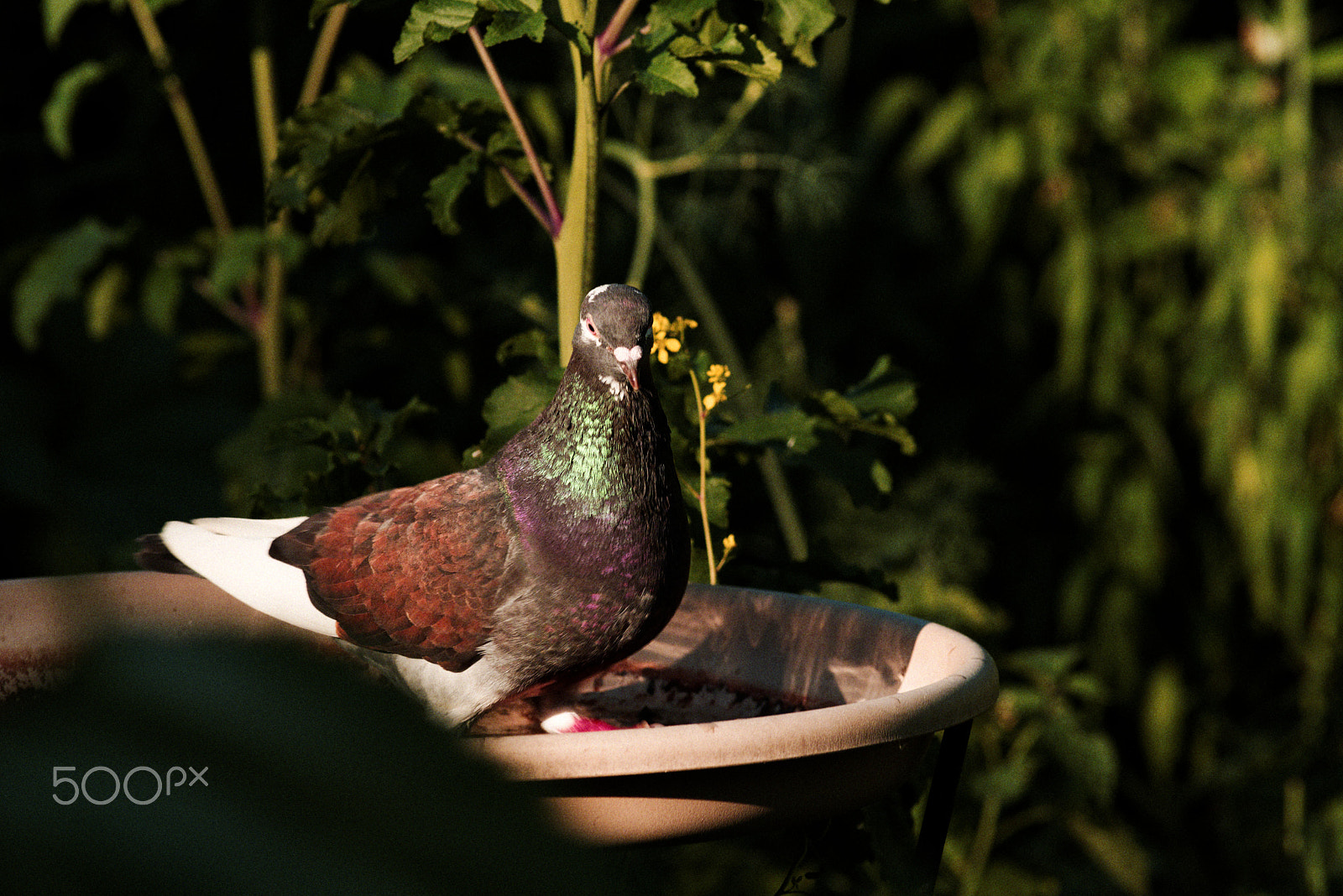 Nikon D750 + AF Nikkor 300mm f/4 IF-ED sample photo. Pigeon bath photography