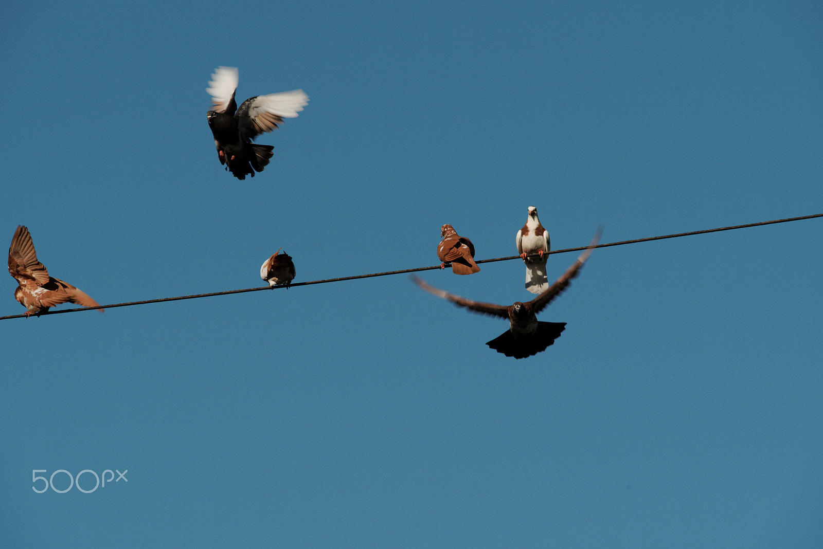 Nikon D750 + AF Nikkor 300mm f/4 IF-ED sample photo. Late evening pigeons photography