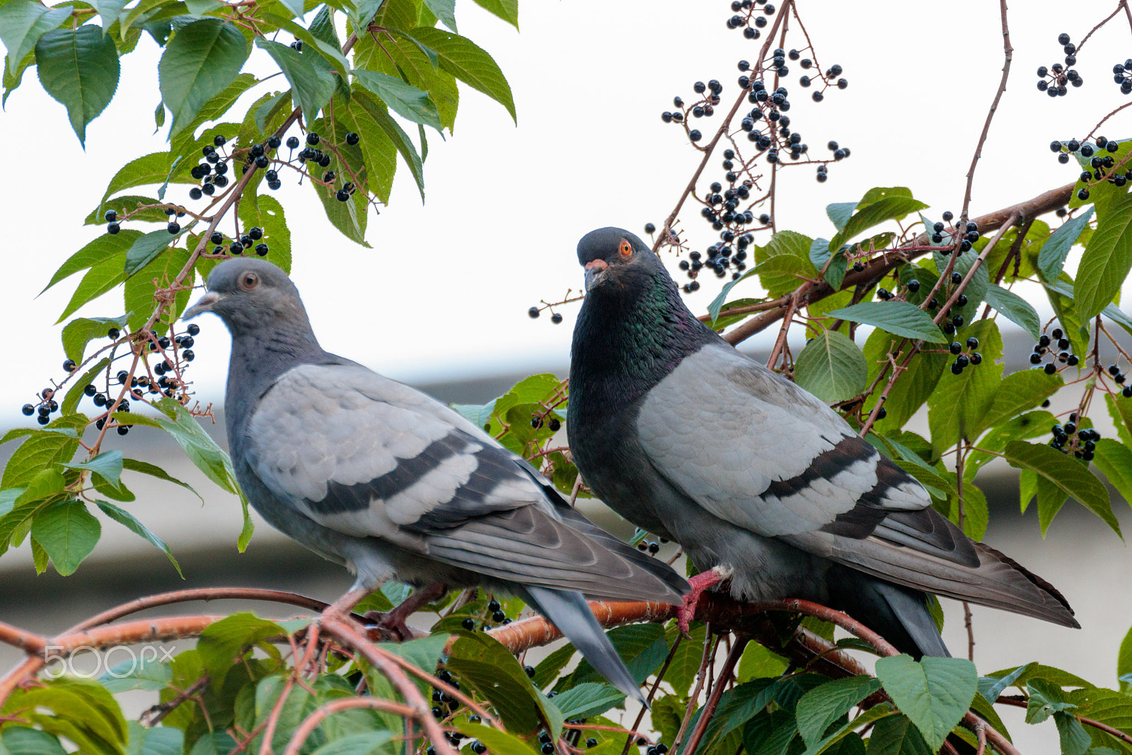 Canon EOS 750D (EOS Rebel T6i / EOS Kiss X8i) + Tamron SP 35mm F1.8 Di VC USD sample photo. Two pigeons photography