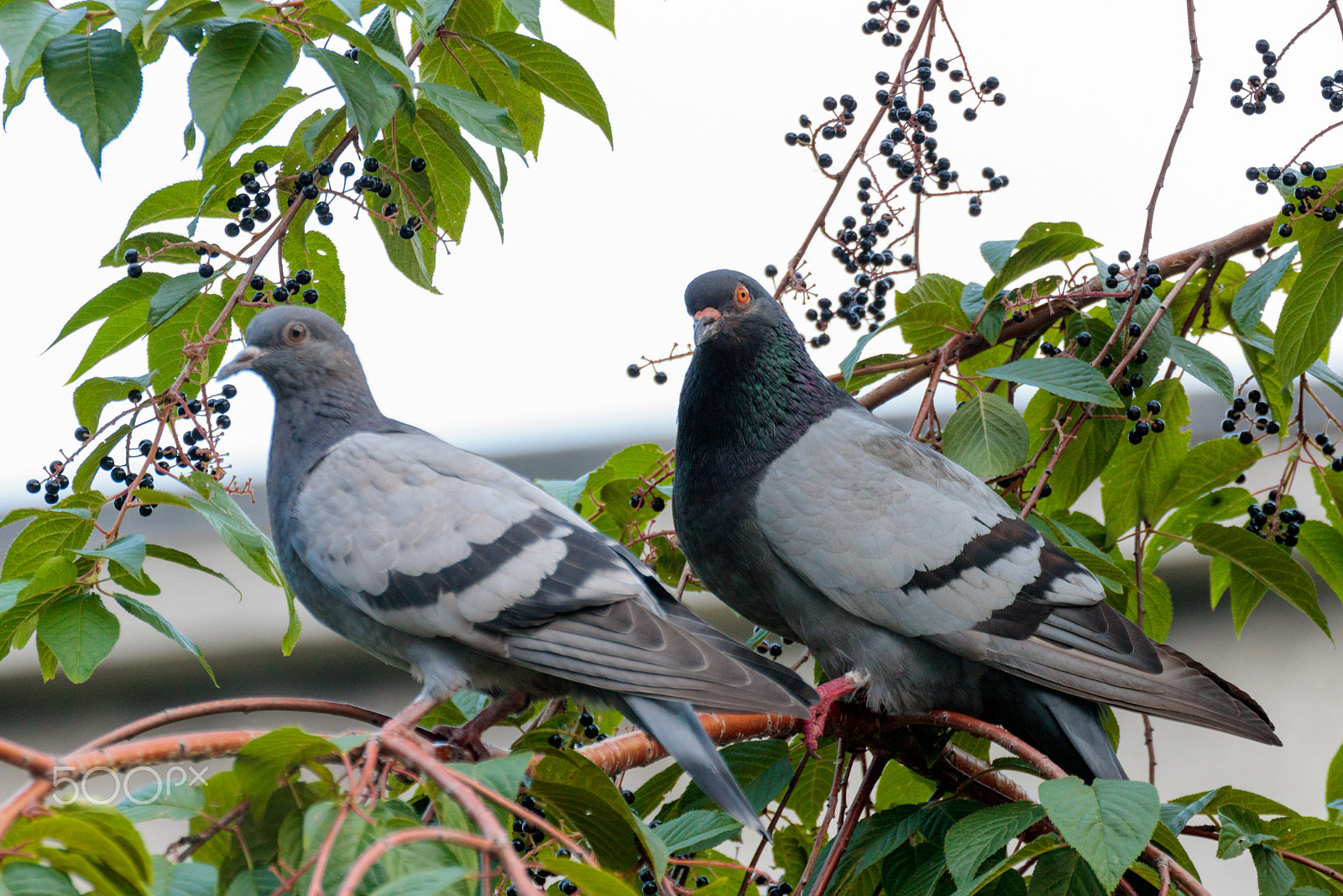 Tamron SP 35mm F1.8 Di VC USD sample photo. Two pigeons photography