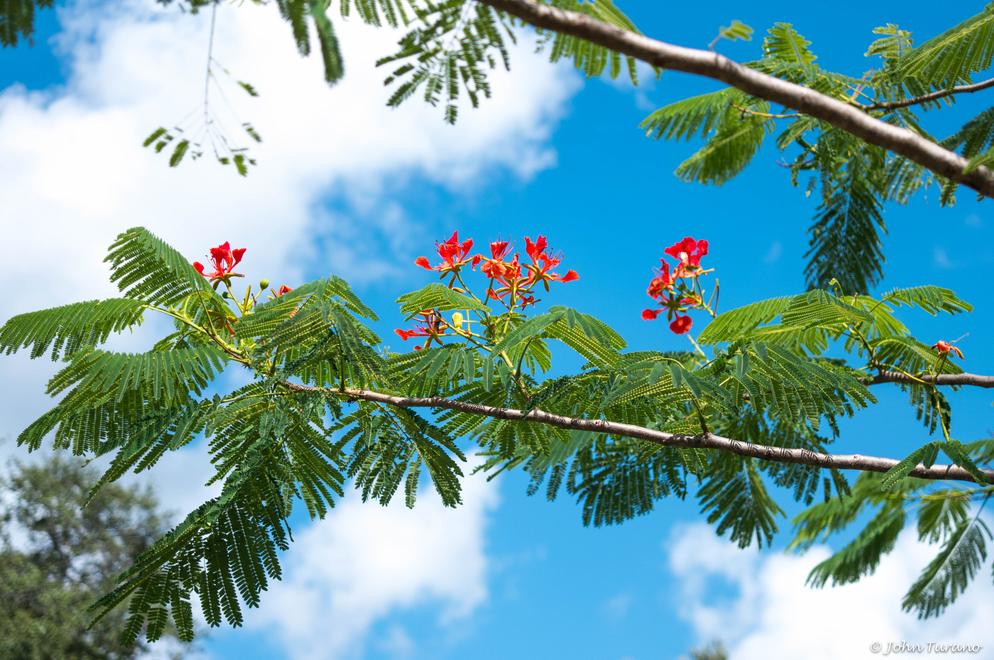 Samsung NX 30mm F2 Pancake sample photo. Against the sky photography