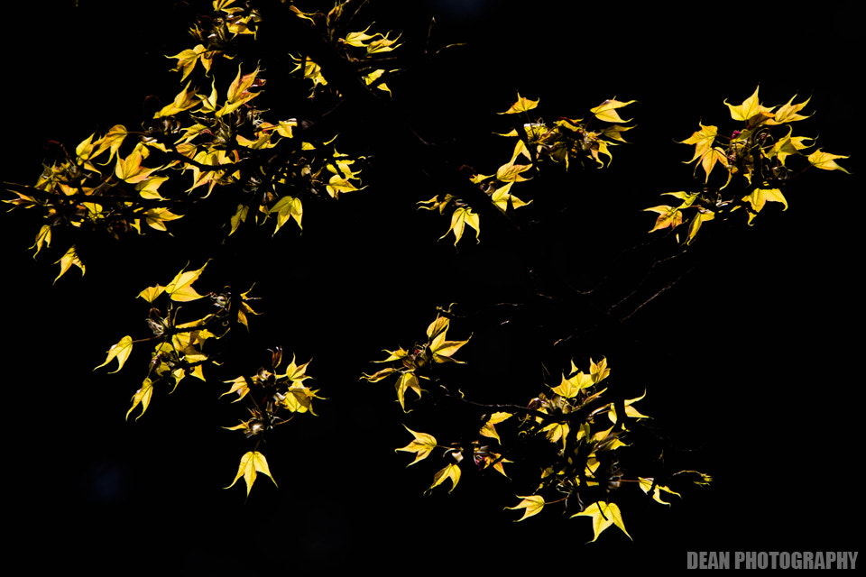 Canon EOS-1D Mark IV sample photo. Yellow & black photography