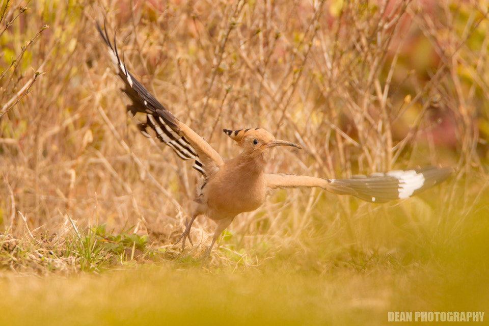 Canon EOS-1D Mark IV sample photo. Take off photography