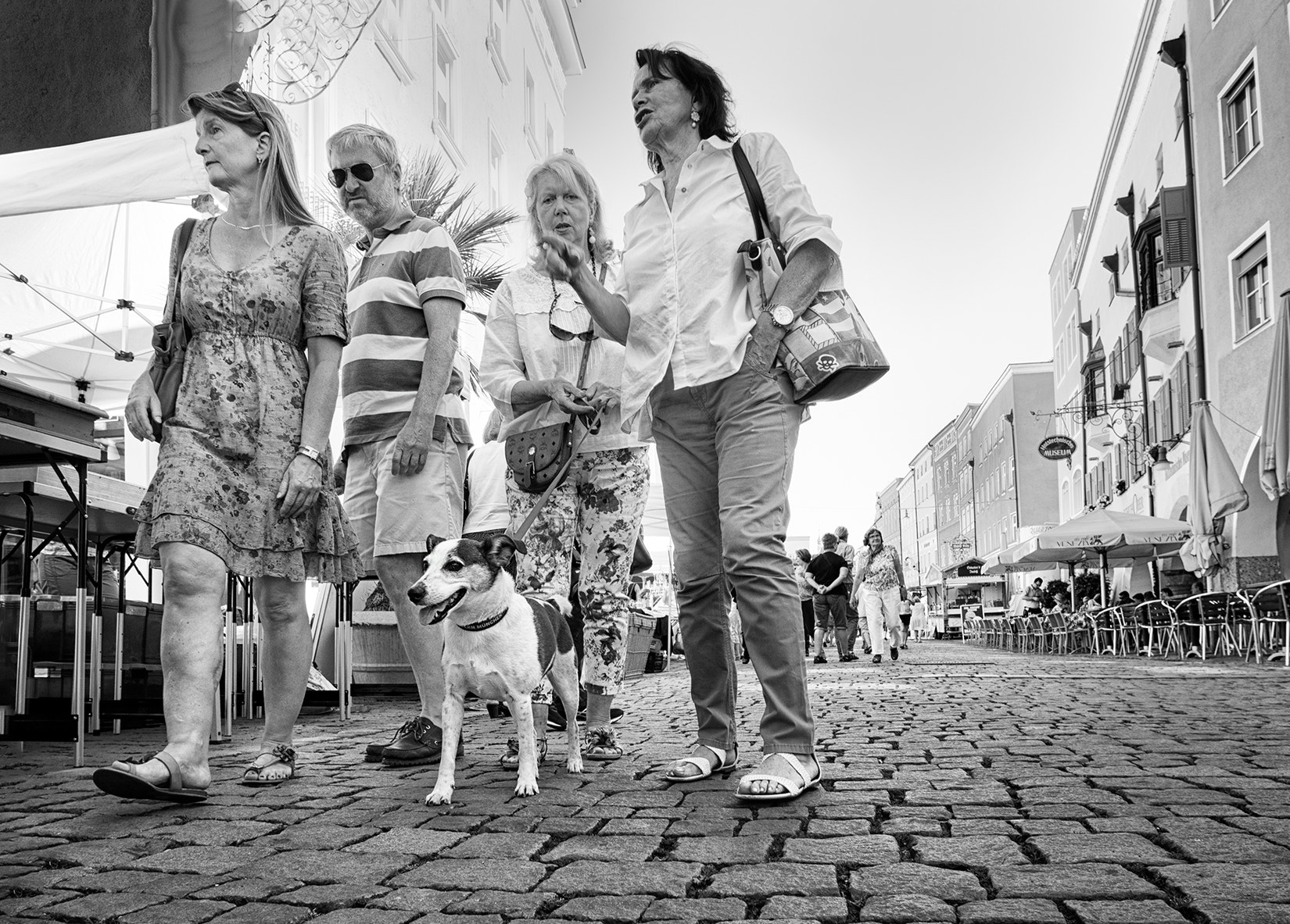 Panasonic Lumix DMC-GX7 sample photo. Dog s point of view photography