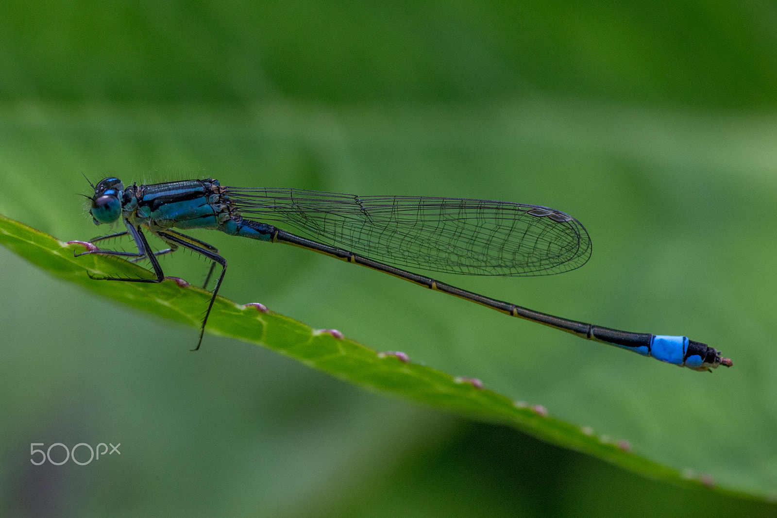 Canon EF 100mm F2.8 Macro USM sample photo. Dragonfly photography