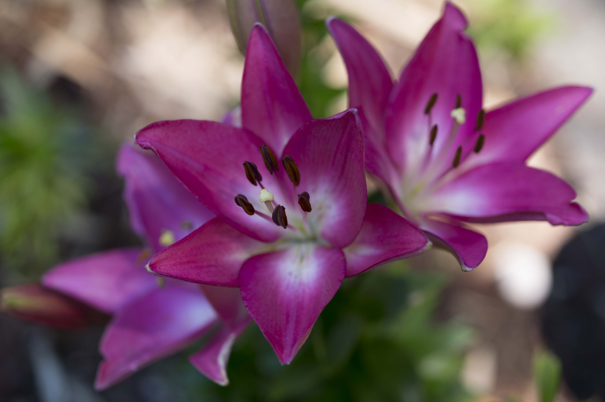Leica S (TYP 006) + Summarit-S 70 sample photo. Pink lilies (of ) photography