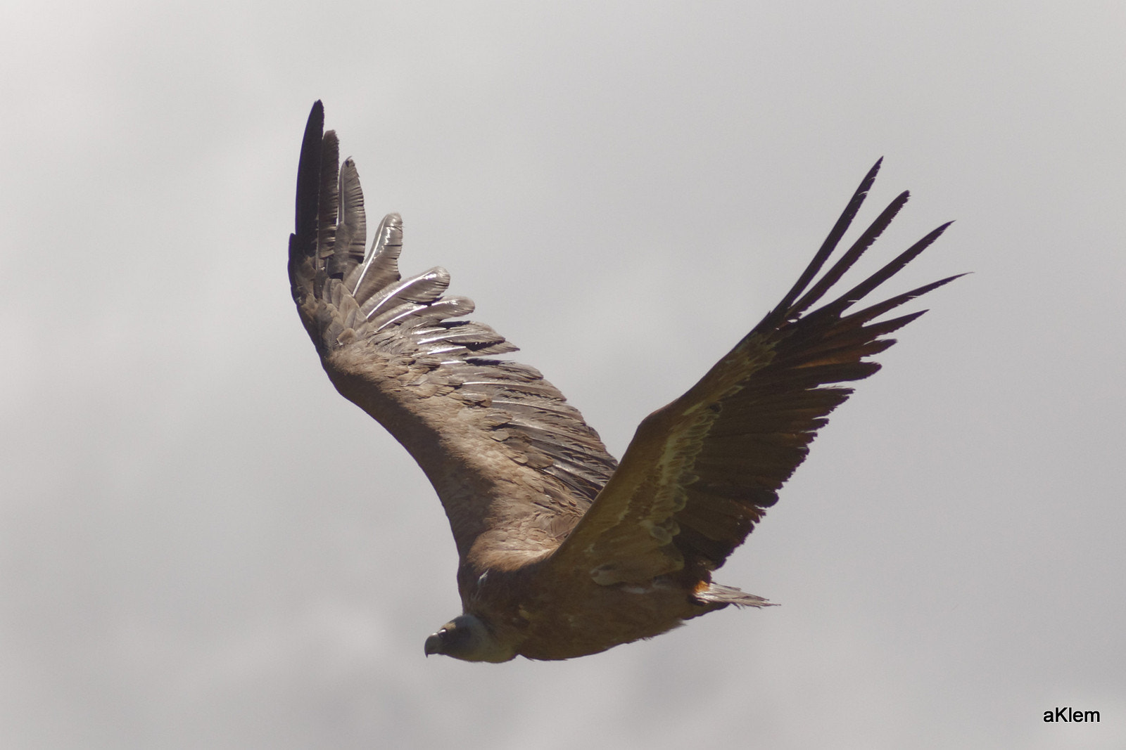 Canon EF 300mm F4L IS USM sample photo. 20160714_110452_7078.jpg photography