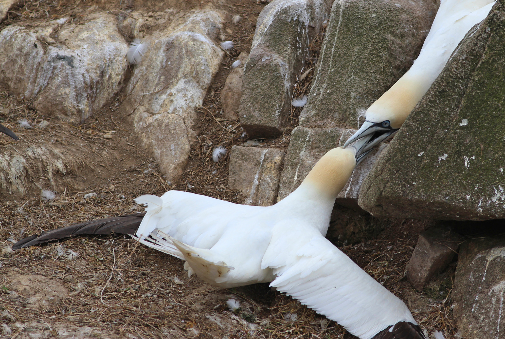 Canon EOS 700D (EOS Rebel T5i / EOS Kiss X7i) + Canon EF 400mm F5.6L USM sample photo. Birds great saltee islands photography