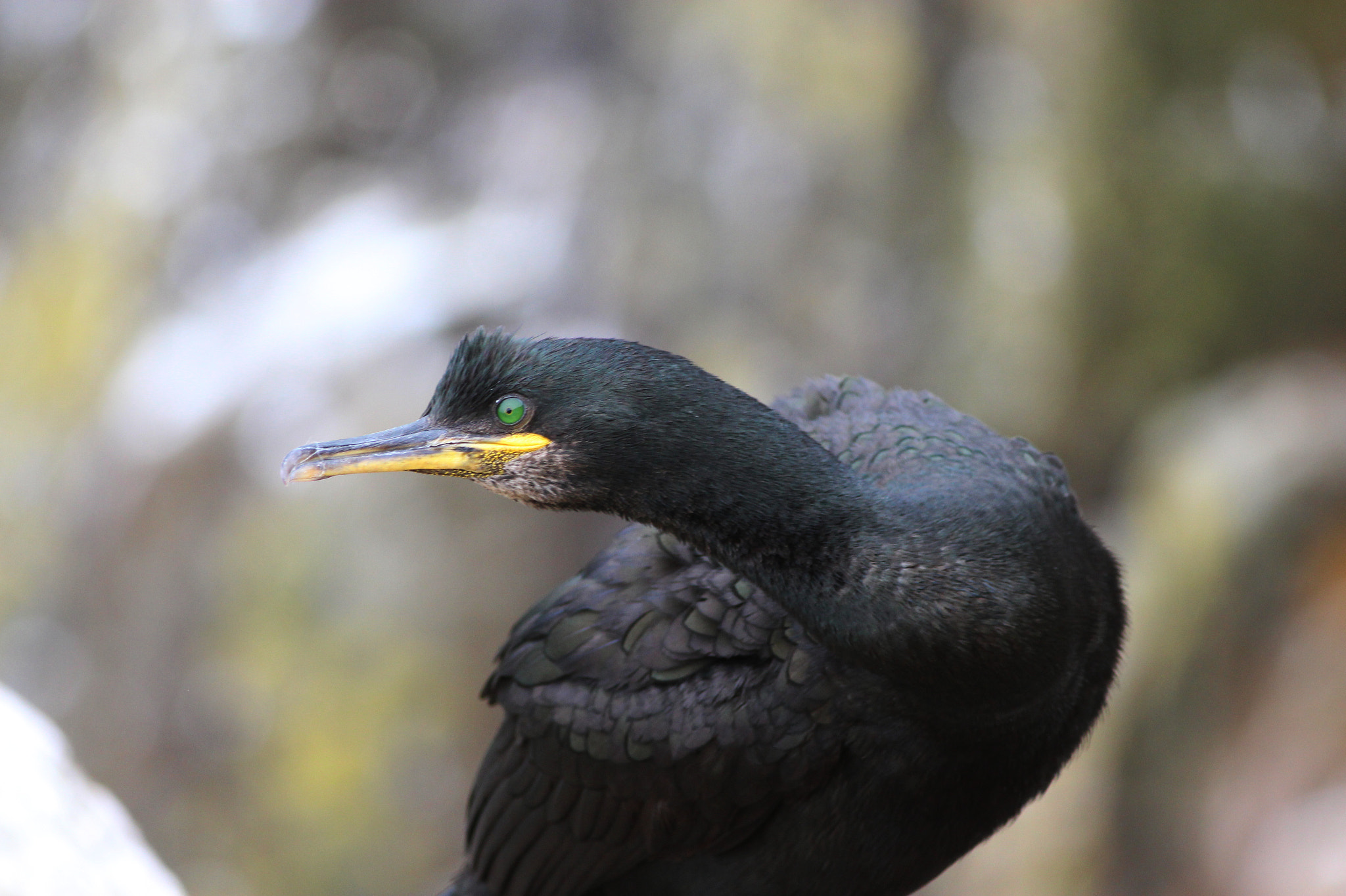 Canon EOS 700D (EOS Rebel T5i / EOS Kiss X7i) + Canon EF 400mm F5.6L USM sample photo. Birds great saltee islands photography