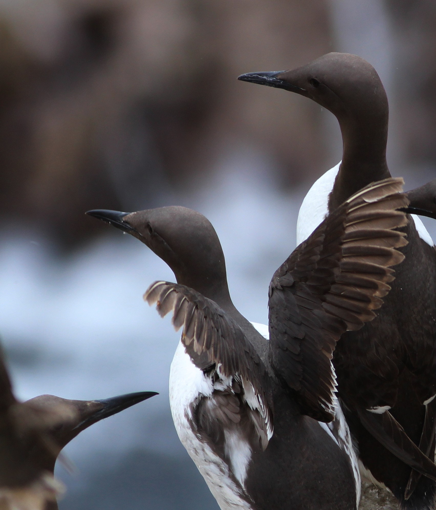 Canon EOS 700D (EOS Rebel T5i / EOS Kiss X7i) + Canon EF 400mm F5.6L USM sample photo. Birds great saltee islands photography