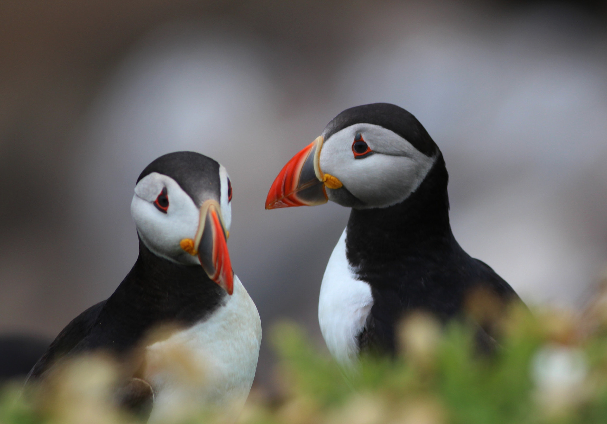 Canon EOS 700D (EOS Rebel T5i / EOS Kiss X7i) + Canon EF 400mm F5.6L USM sample photo. Birds great saltee islands photography