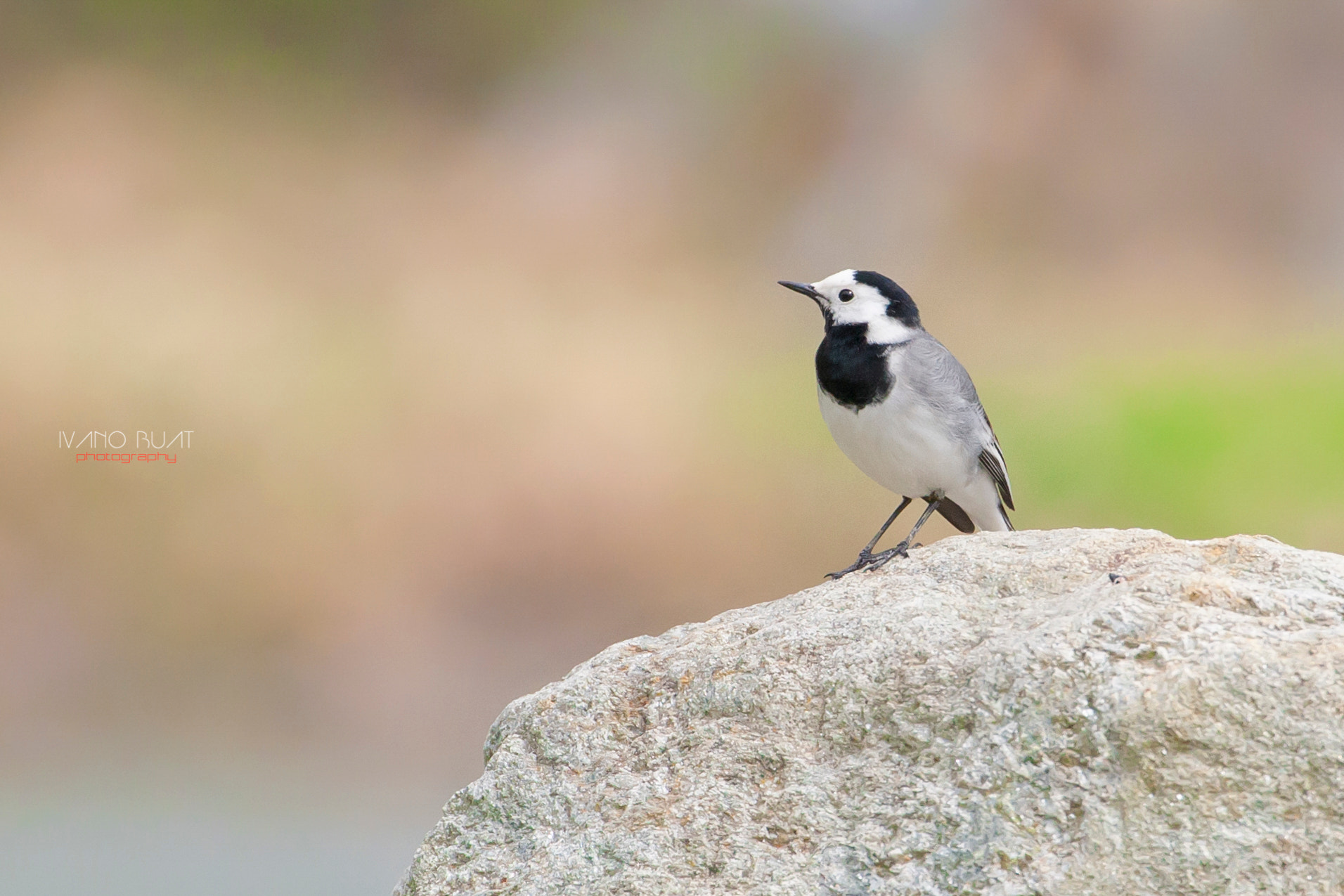 Canon EOS-1D Mark III + Canon EF 70-300mm F4-5.6L IS USM sample photo. White wagtail photography