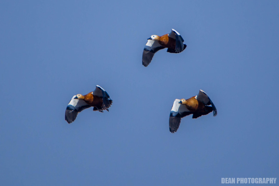 Canon EOS-1D Mark IV sample photo. Formation photography