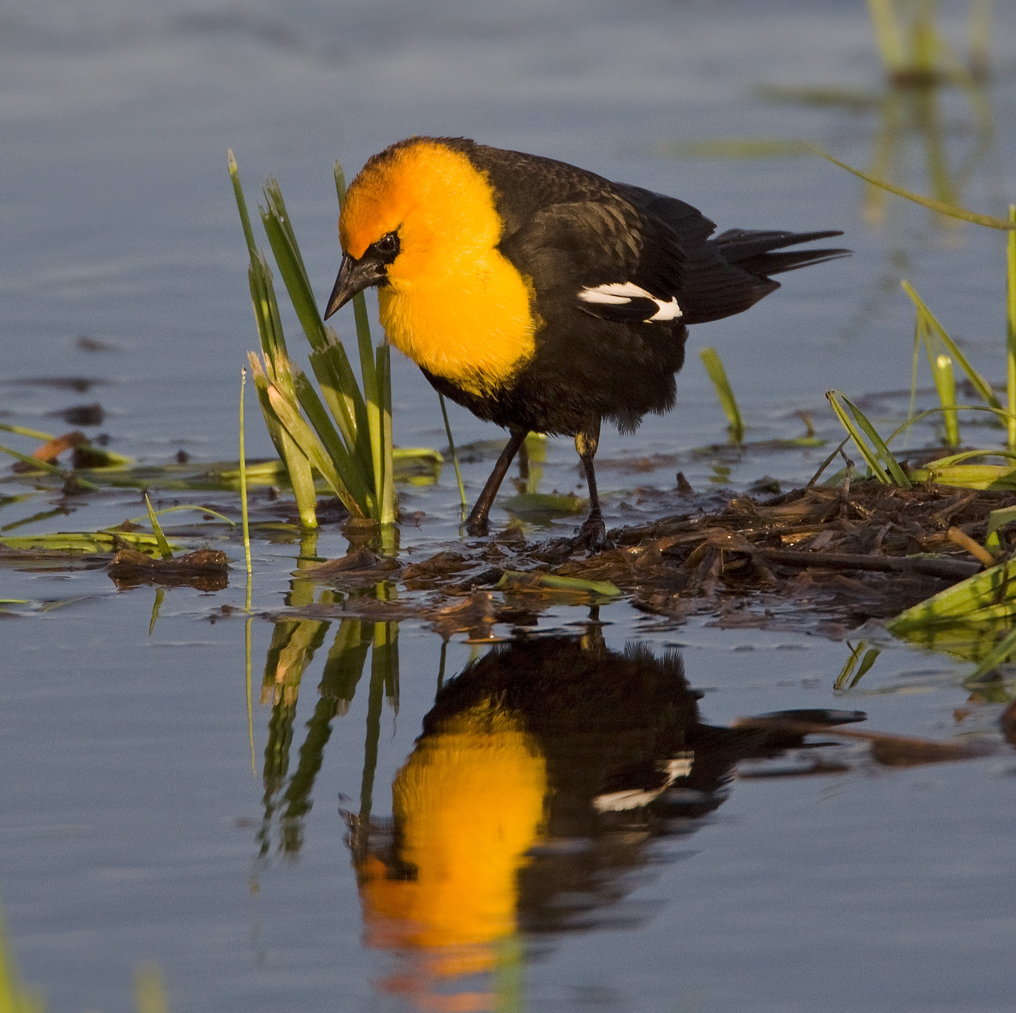 Canon EOS 50D + Canon EF 500mm F4L IS USM sample photo. Taking a drink 2 photography