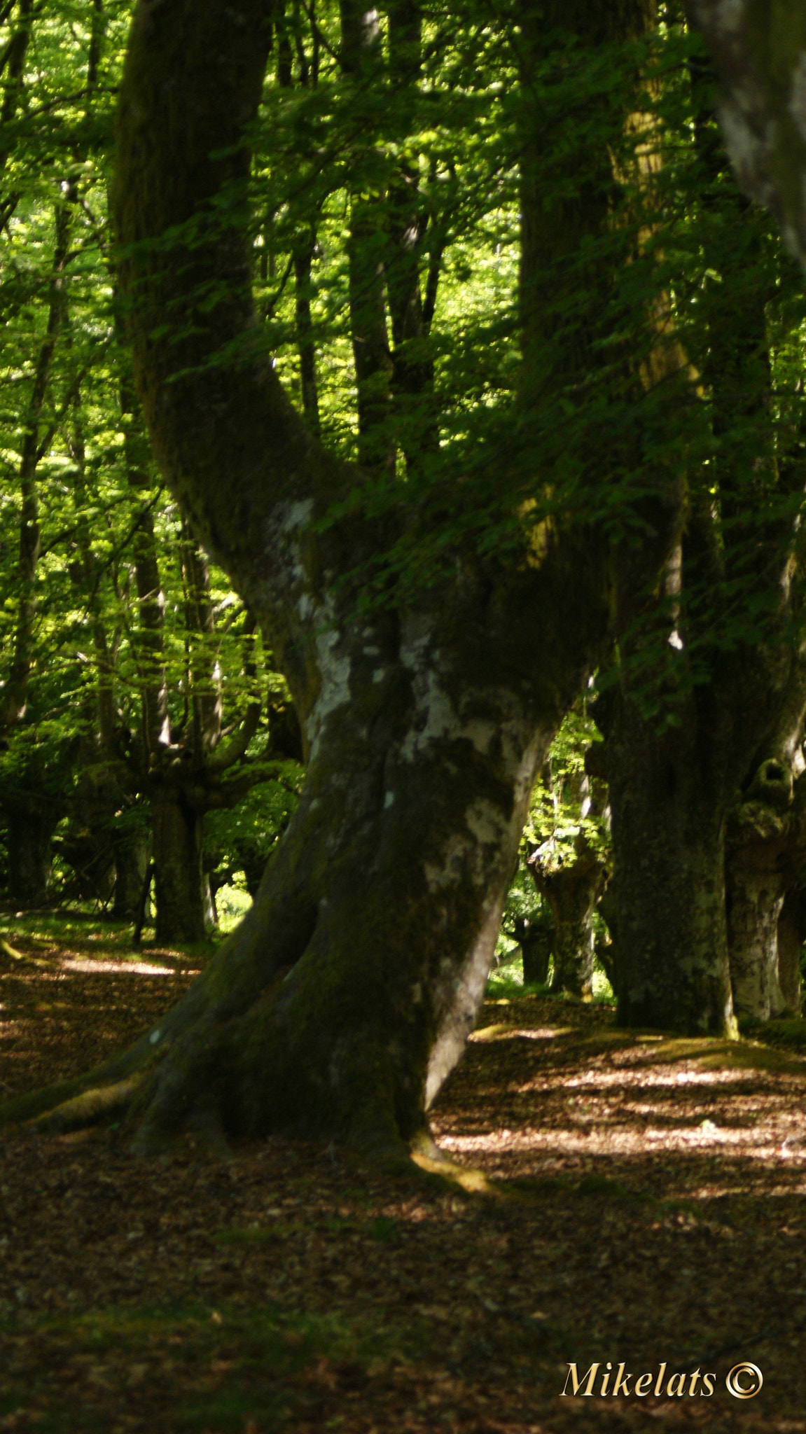 Minolta AF 28-80mm F3.5-5.6 II sample photo. Urkiolako parke naturala photography