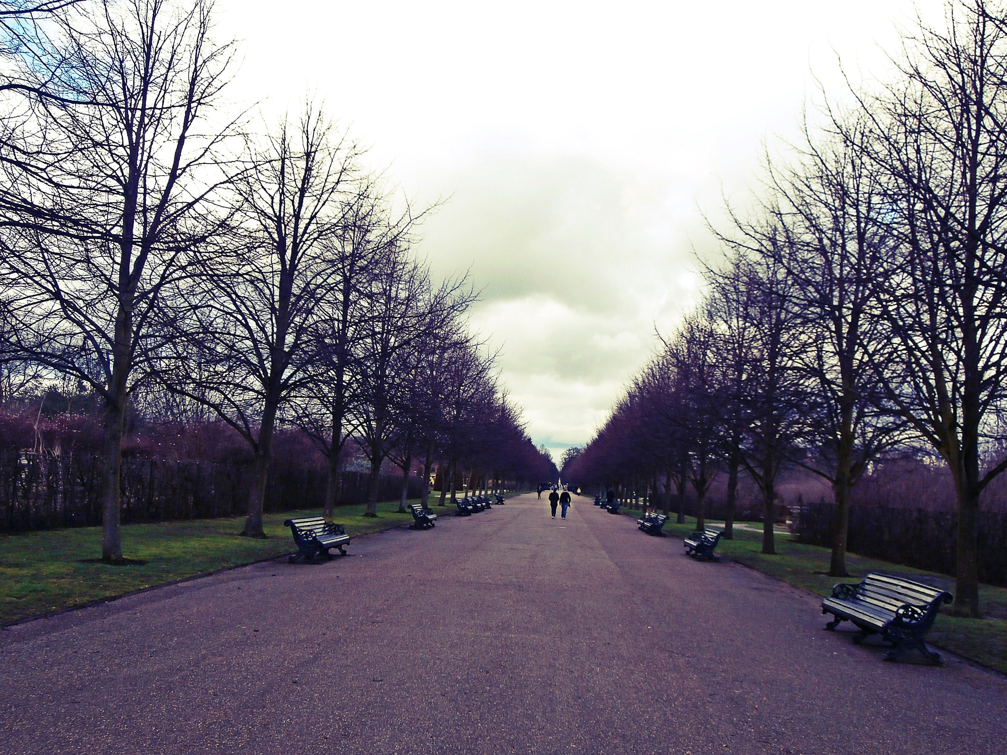 Olympus VR350,D755 sample photo. The tree avenue photography