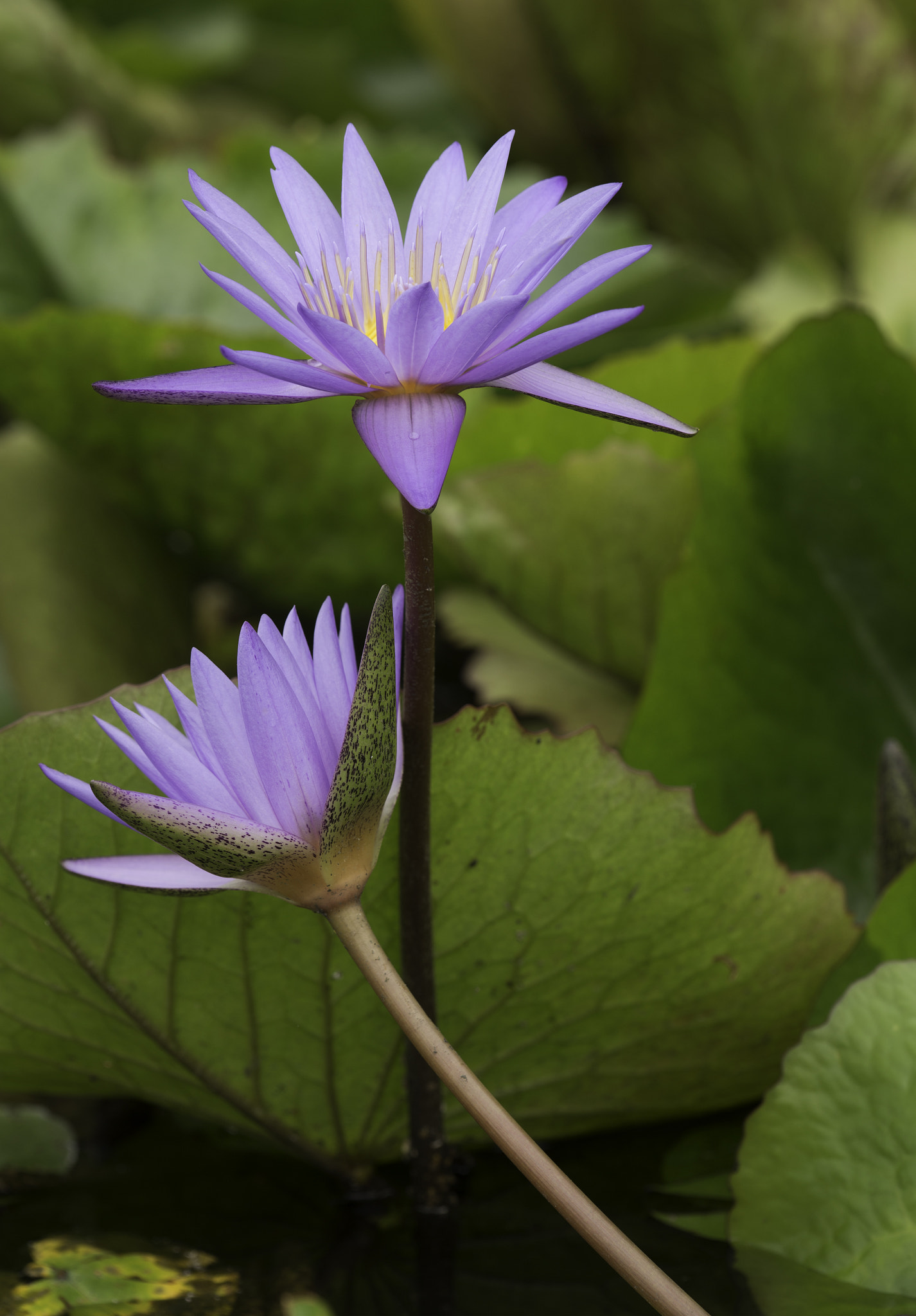 Canon EF 180mm F3.5L Macro USM sample photo. Lotus photography