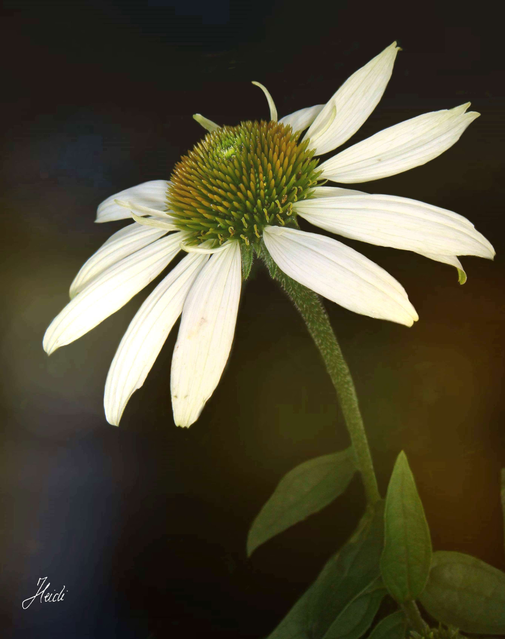 Sony DSC-T77 sample photo. ~ echinacea ~ photography