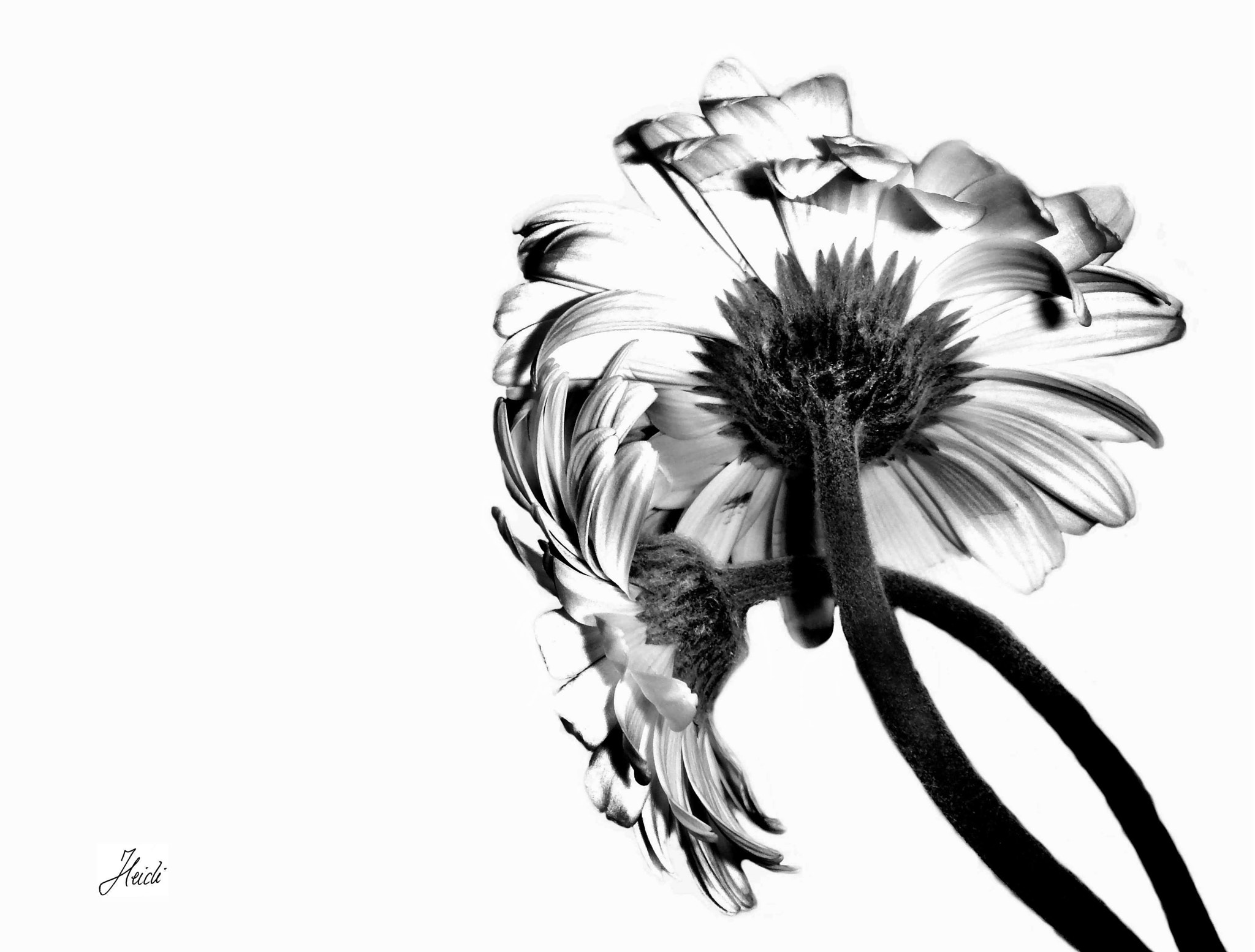 Sony DSC-T77 sample photo. Black & white photography