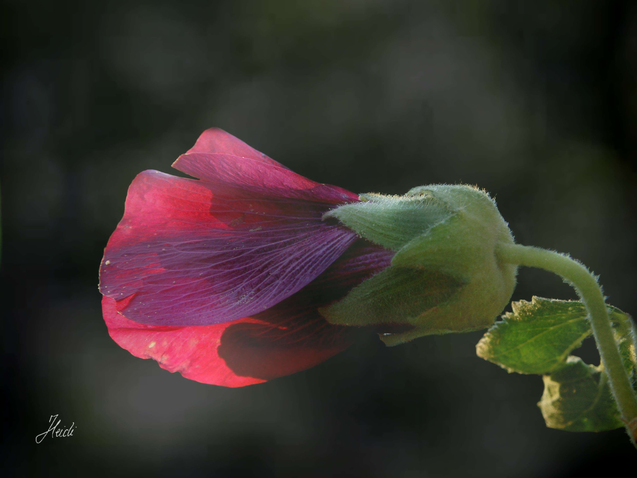 Sony DSC-T77 sample photo. ~ closed ~ photography