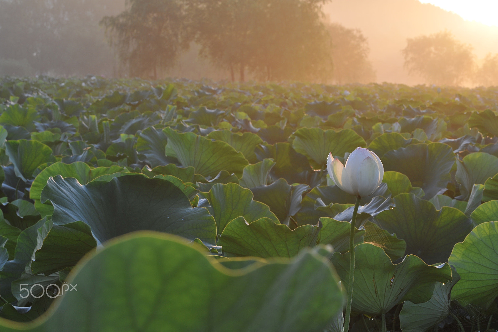 Sigma 105mm F2.8 EX DG Macro sample photo. Morning dew photography